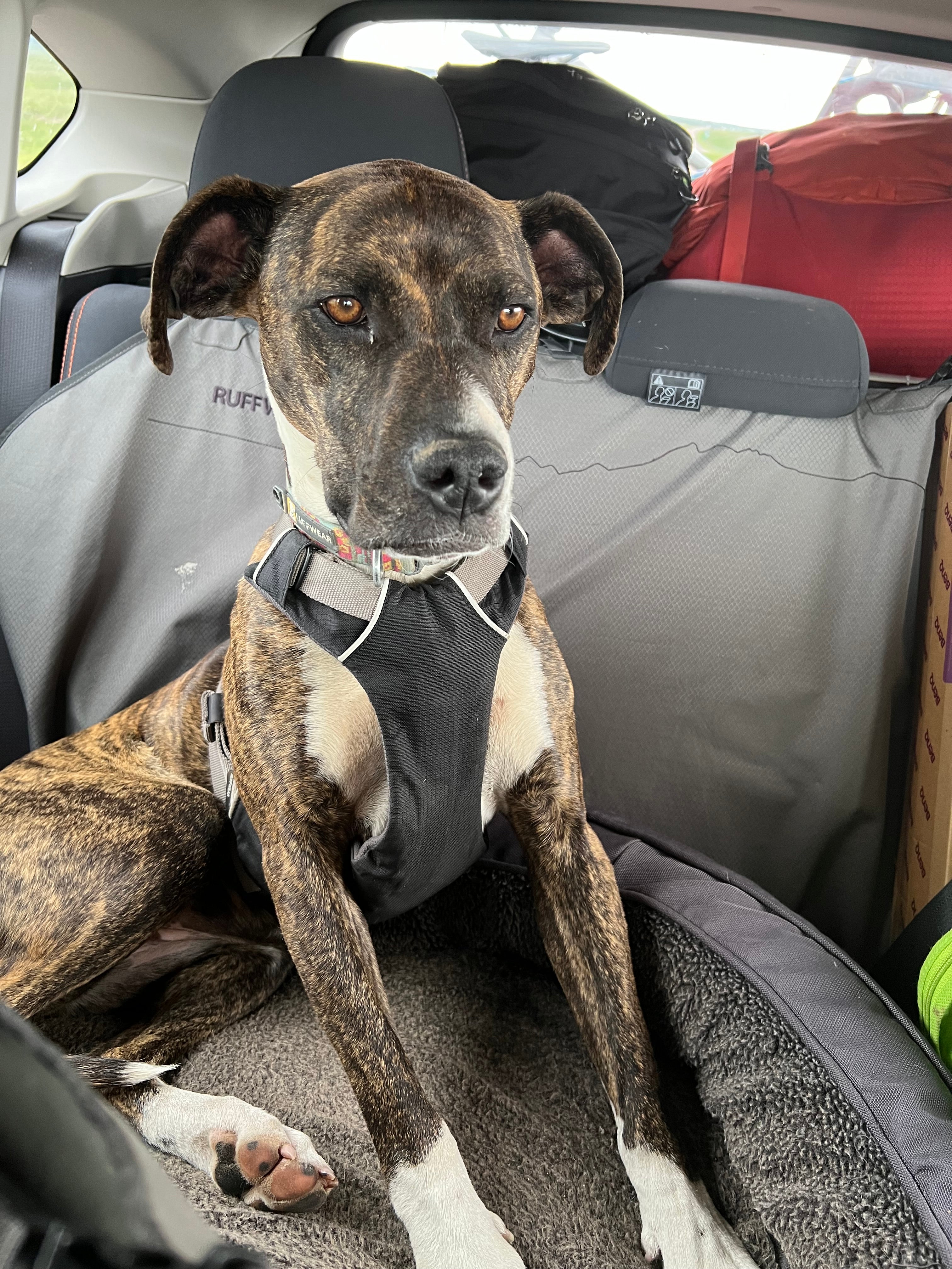 Dog in car on a road trip