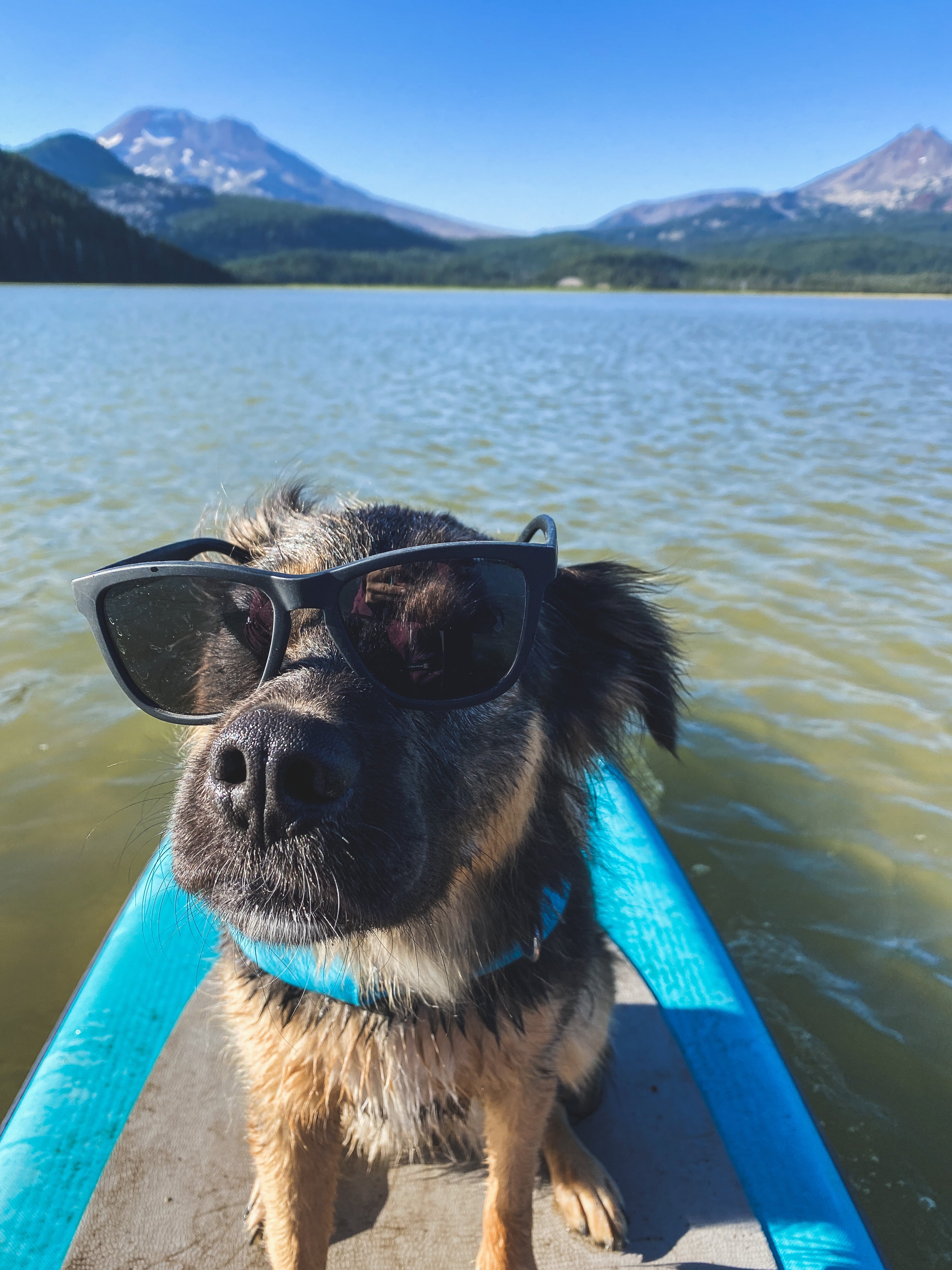 Dog wearing sunglasses sitting on paddleboard in a lake