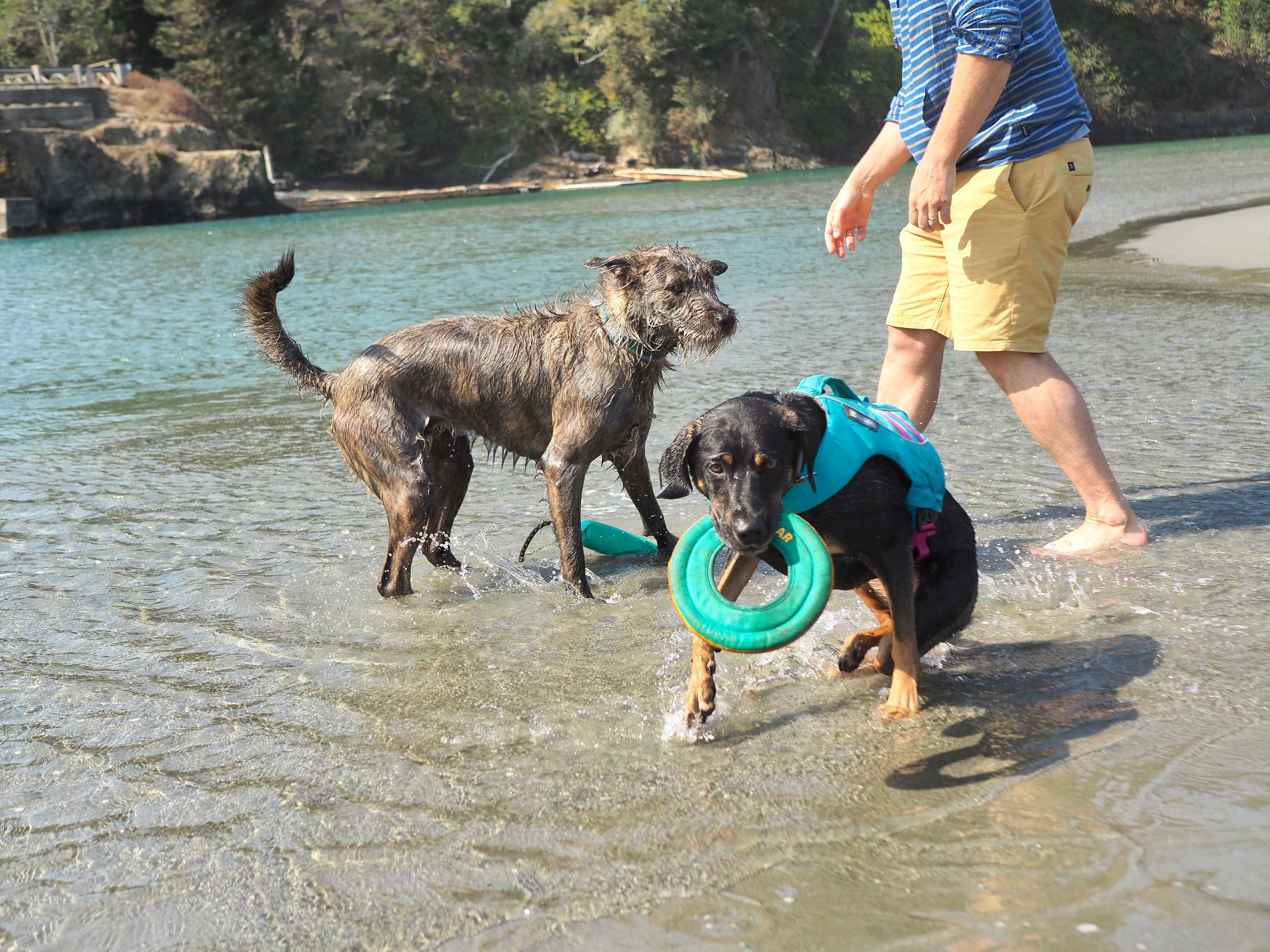 Dog playing in the water with dog life jacket and floating toy. 