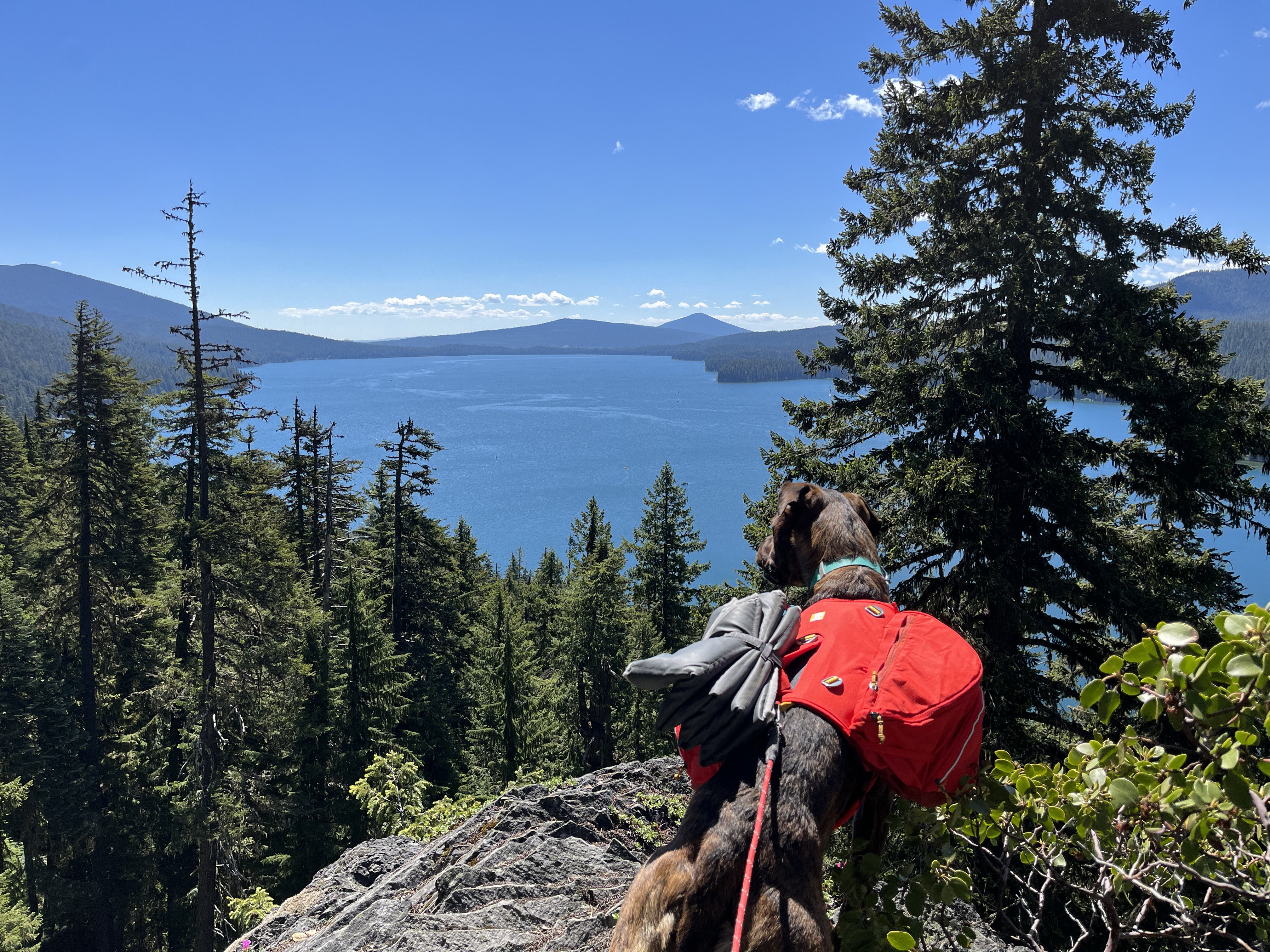 A dog wearing a Ruffwear pack stands on a trail and looks out at a lake and mountains. 