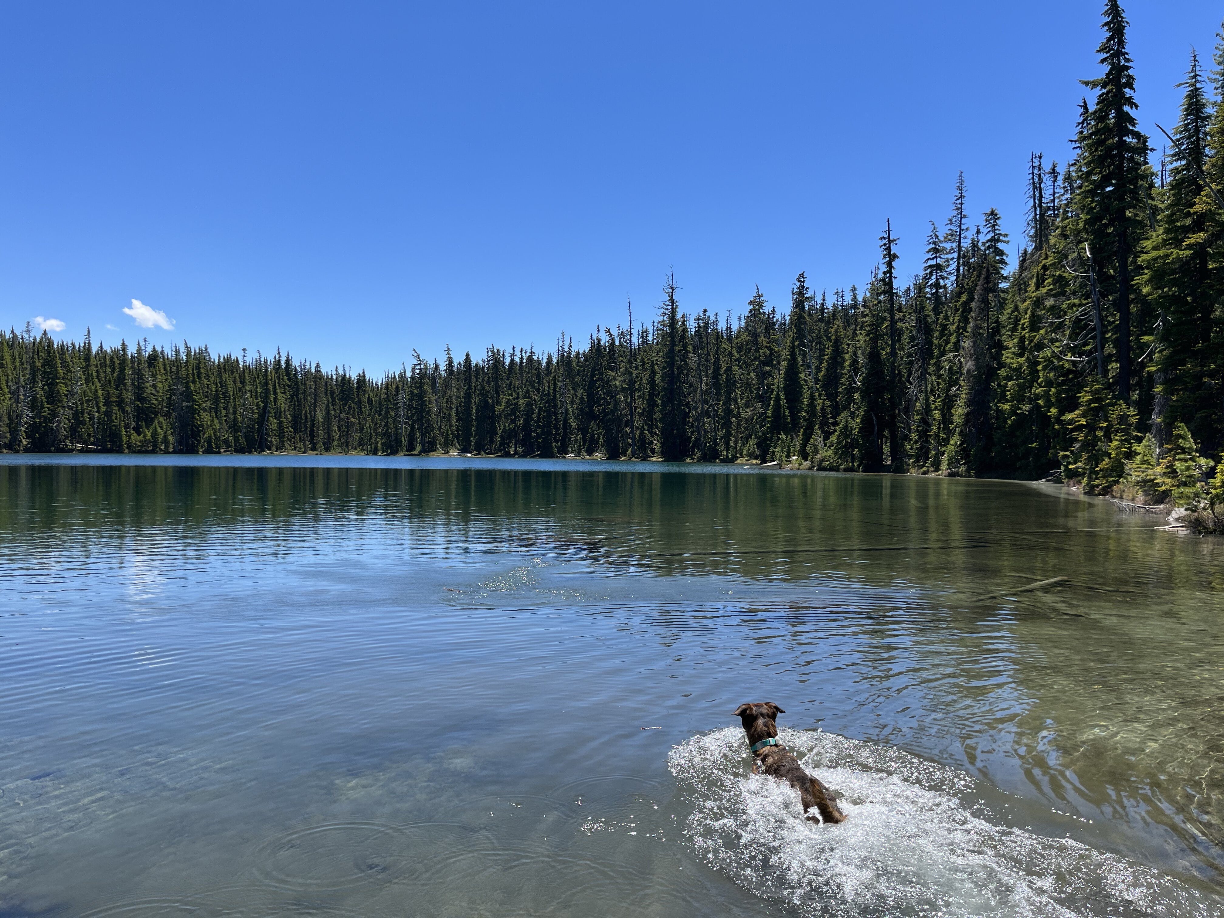 A dog swims in an alpine lake while on a camping trip with her human. 