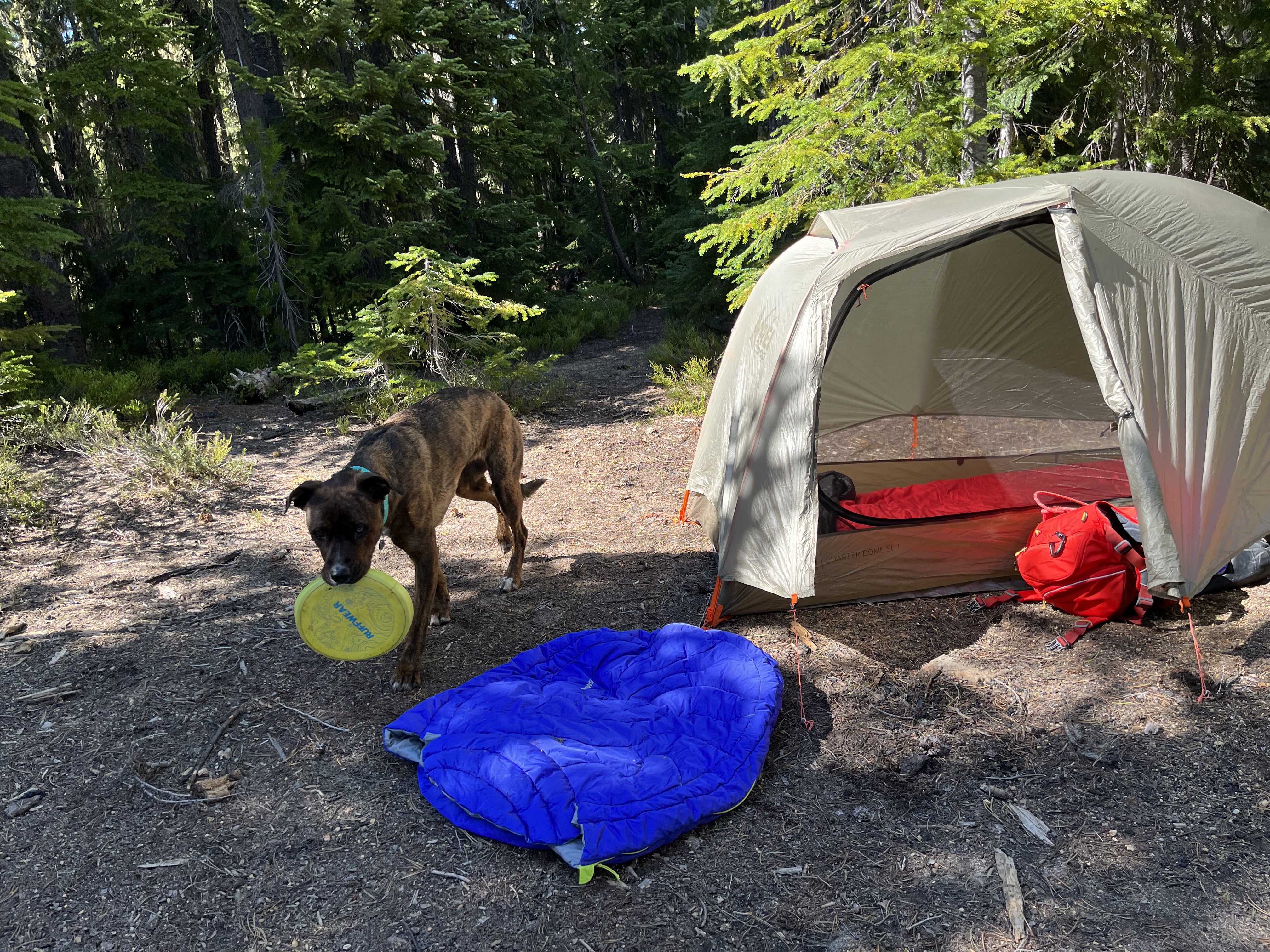A dog holds a Ruffwear Camp Flyer™ toy in her mouth at a campsite. 