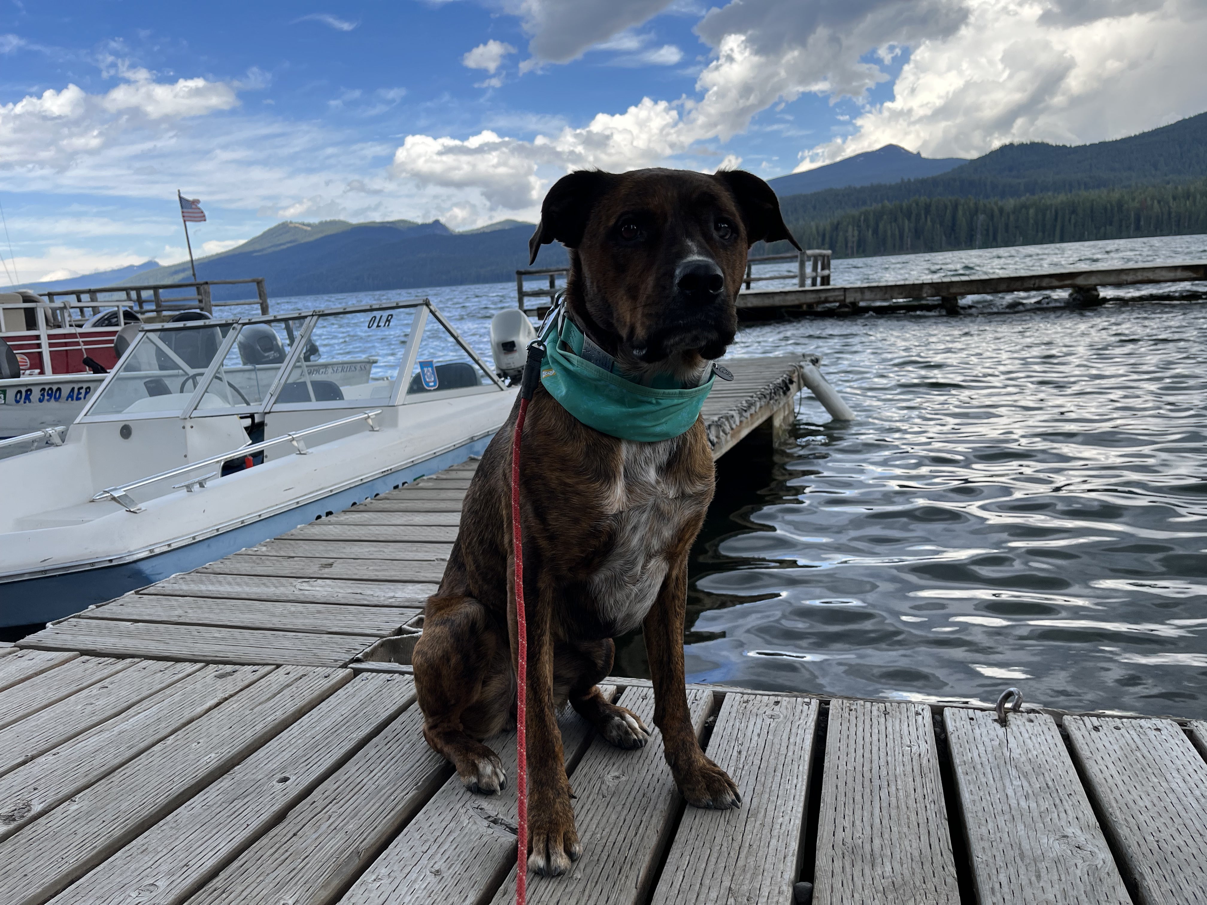 A dog sits on a boat dock by a lake. 
