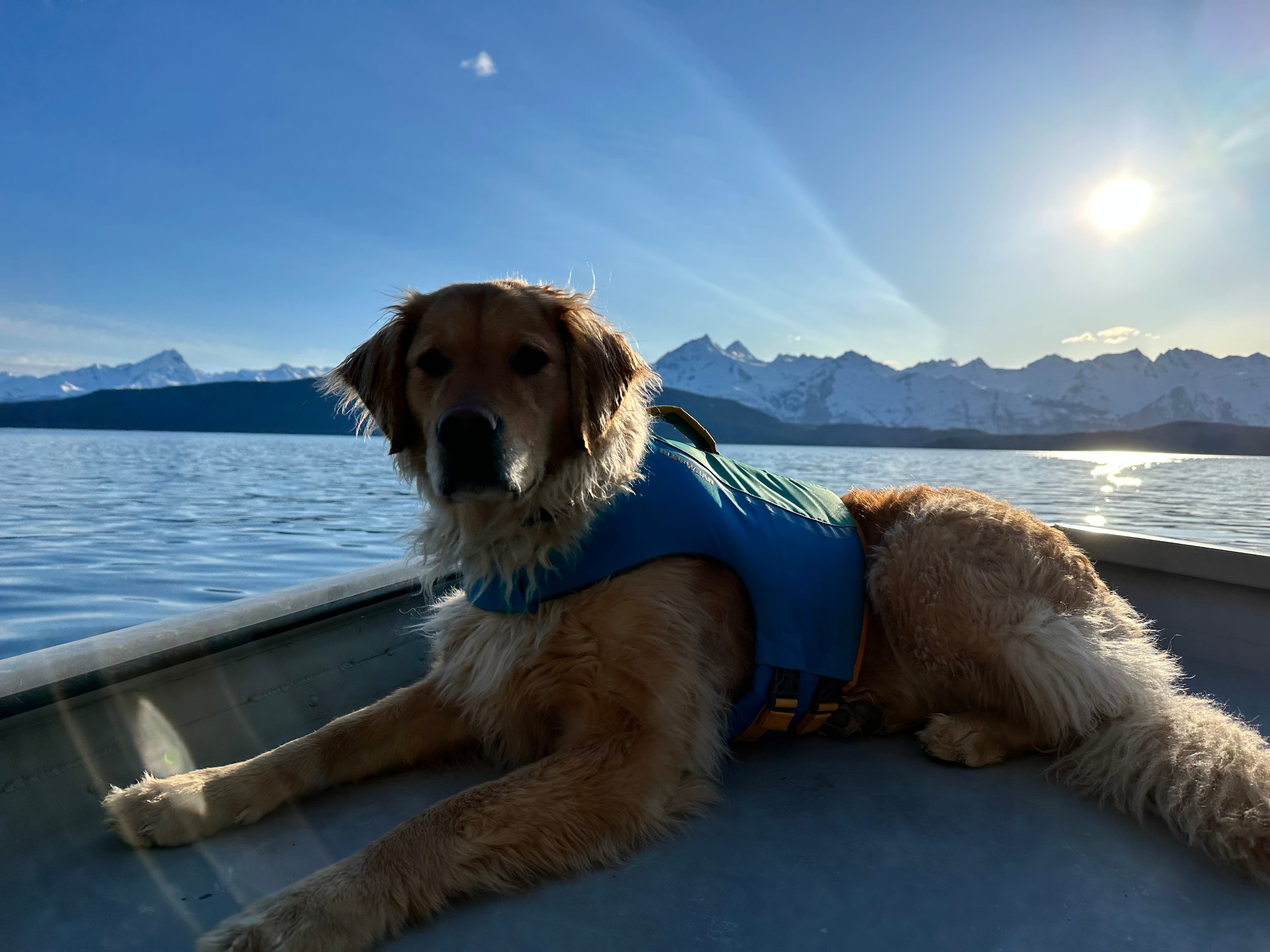 dog wearing a life jacket on a boat