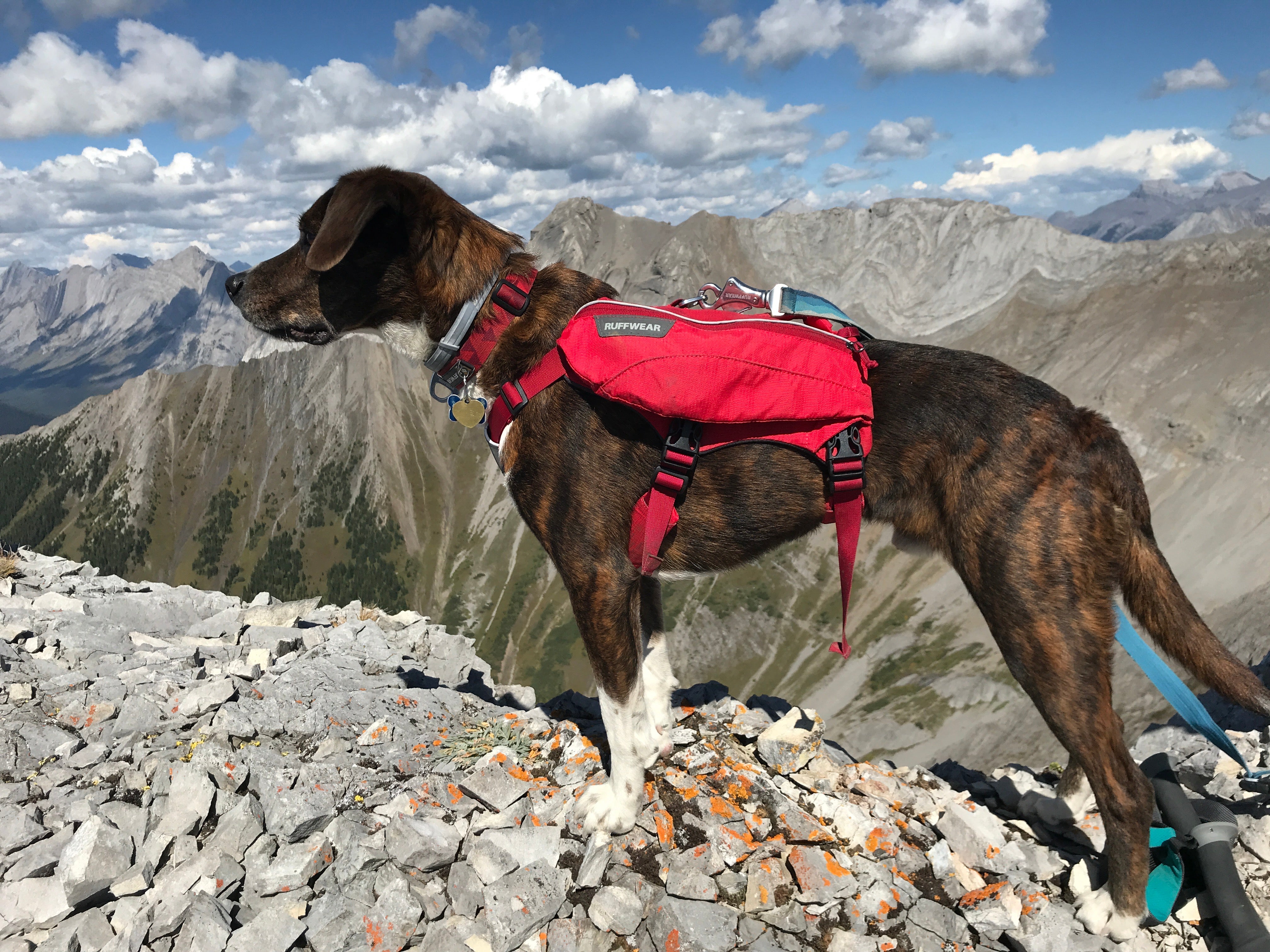 A dog wears Ruffwear's Singletrak Dog Hydration Pack while hiking in the mountains. 