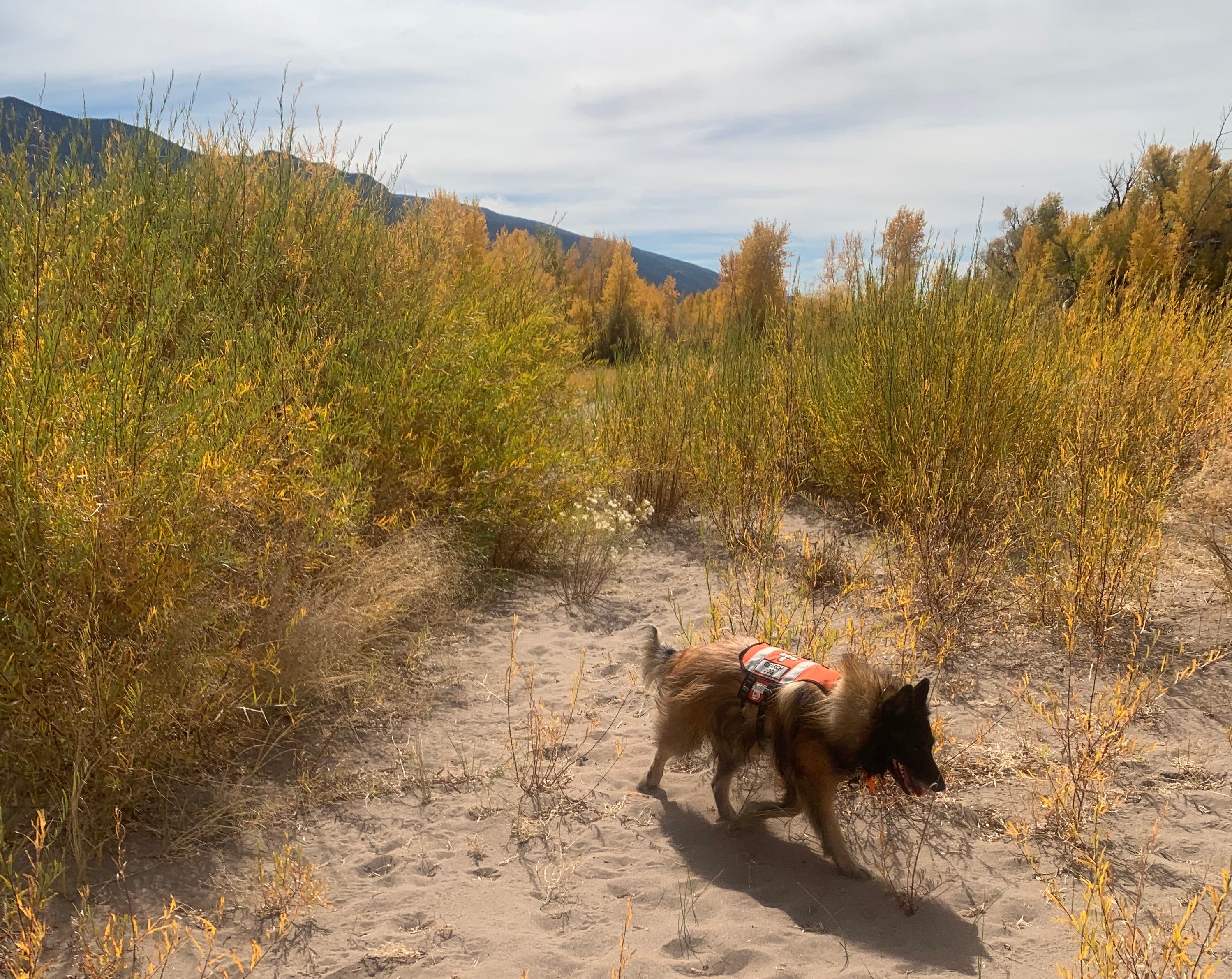 A search and rescue dog hikes on a trail. 