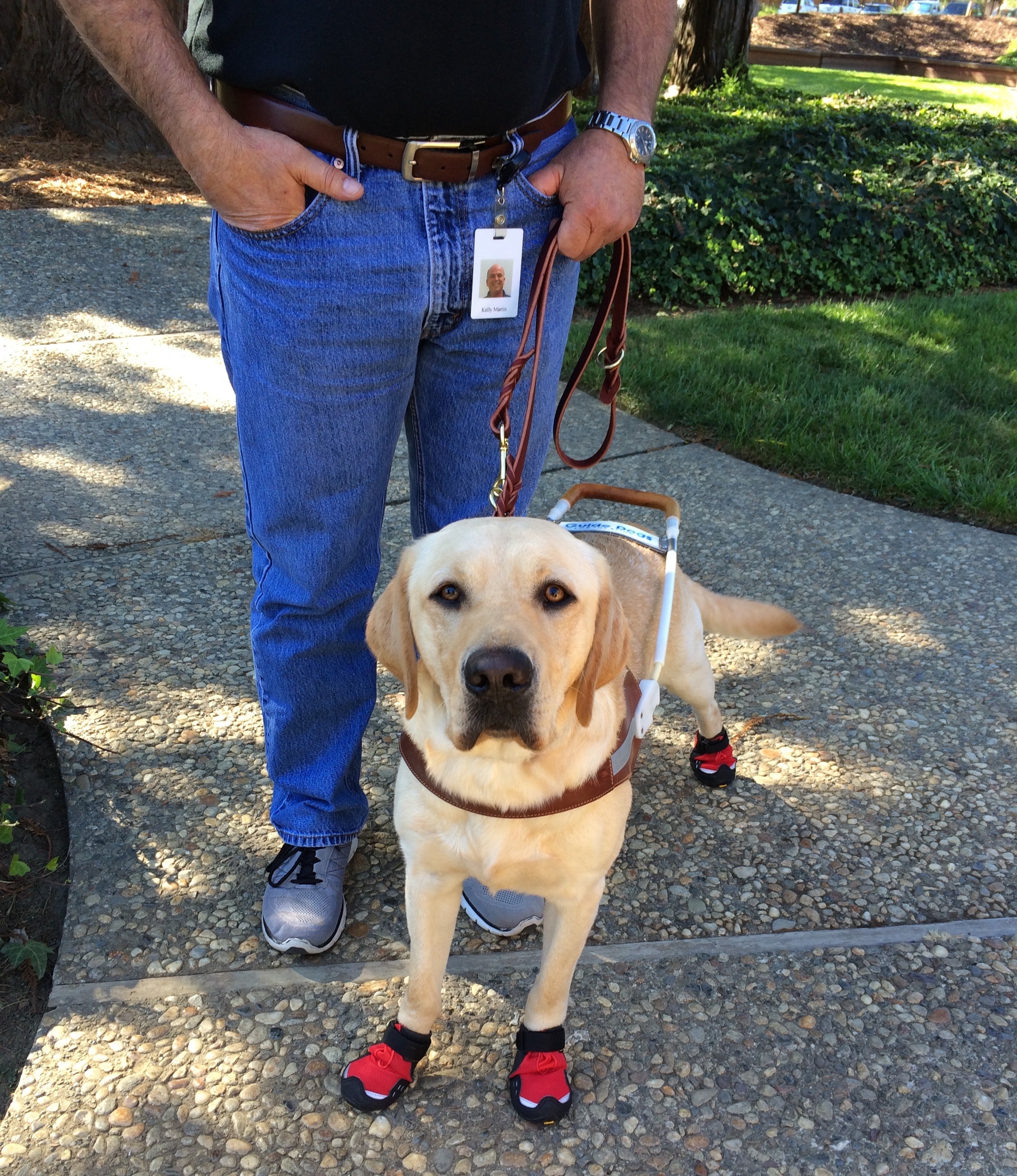 A man stands next to a guide dog who is wearing Ruffwear dog boots. 