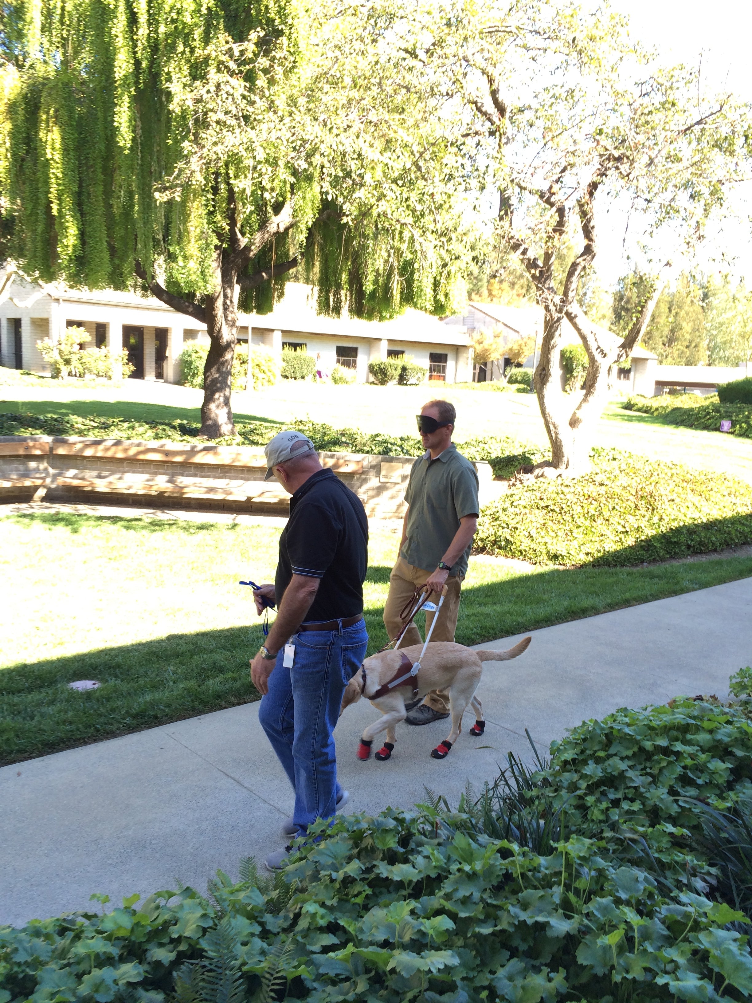 A man wearing a blindfold walks with a guide dog on the Guide Dogs for the Blind campus. 