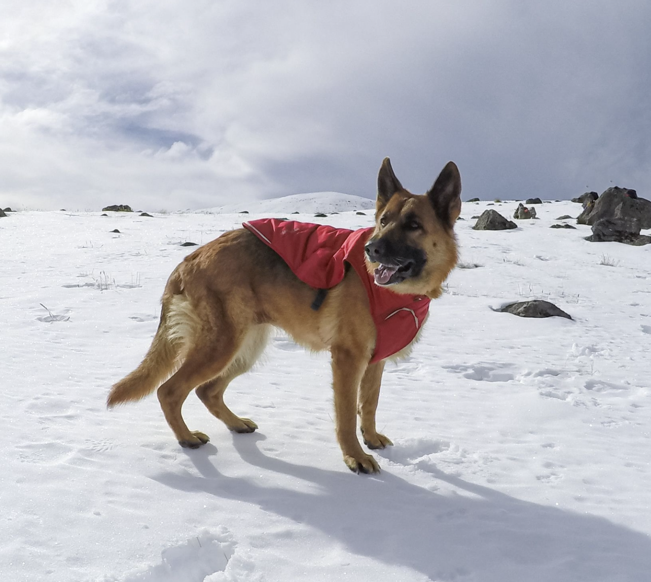 A dog stands in the snow while wearing a Ruffwear dog jacket. 