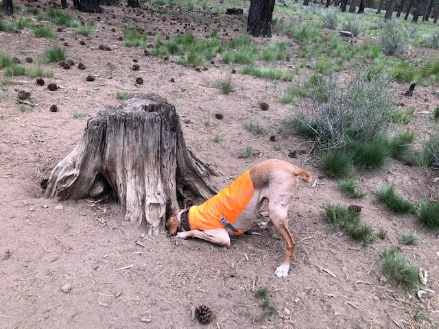 A dog sticks her head in a hole in the stump of a tree, looking for a chipmunk. 