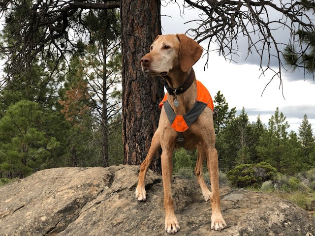 A dog stands on a rock and looks into the distance while hiking. 