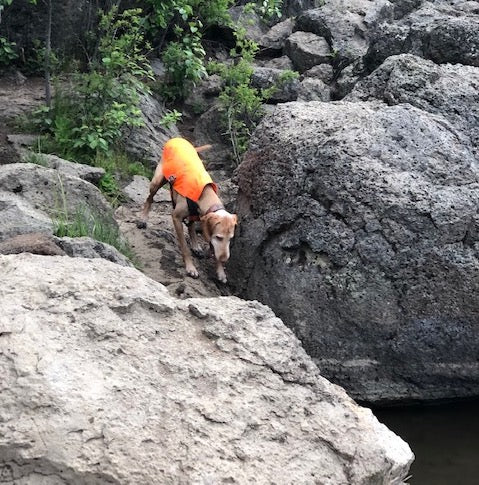 A dog walks down to the river on a hike. 