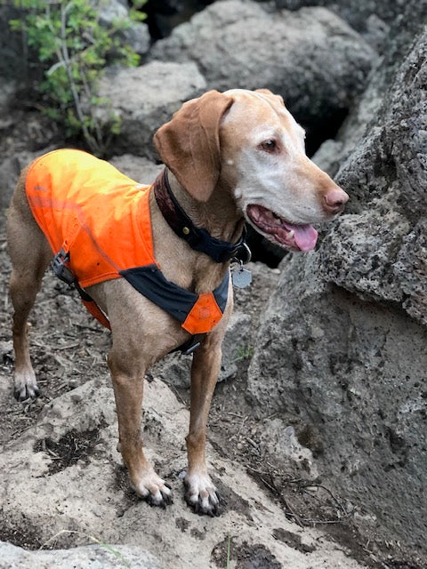 A dog smiles while on a hike in Bend, Oregon. 