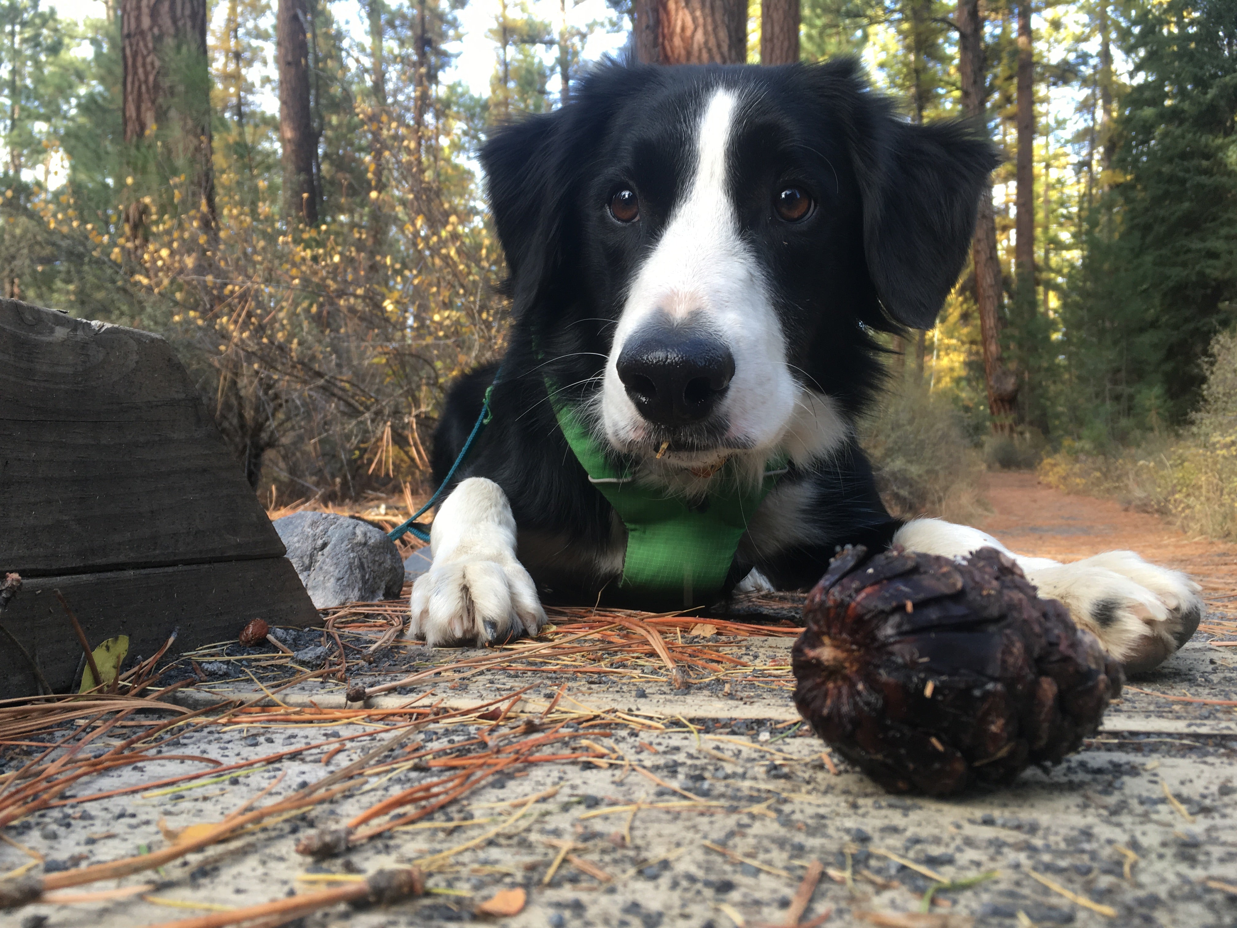 Dog laying on the trail staring at a pinecone