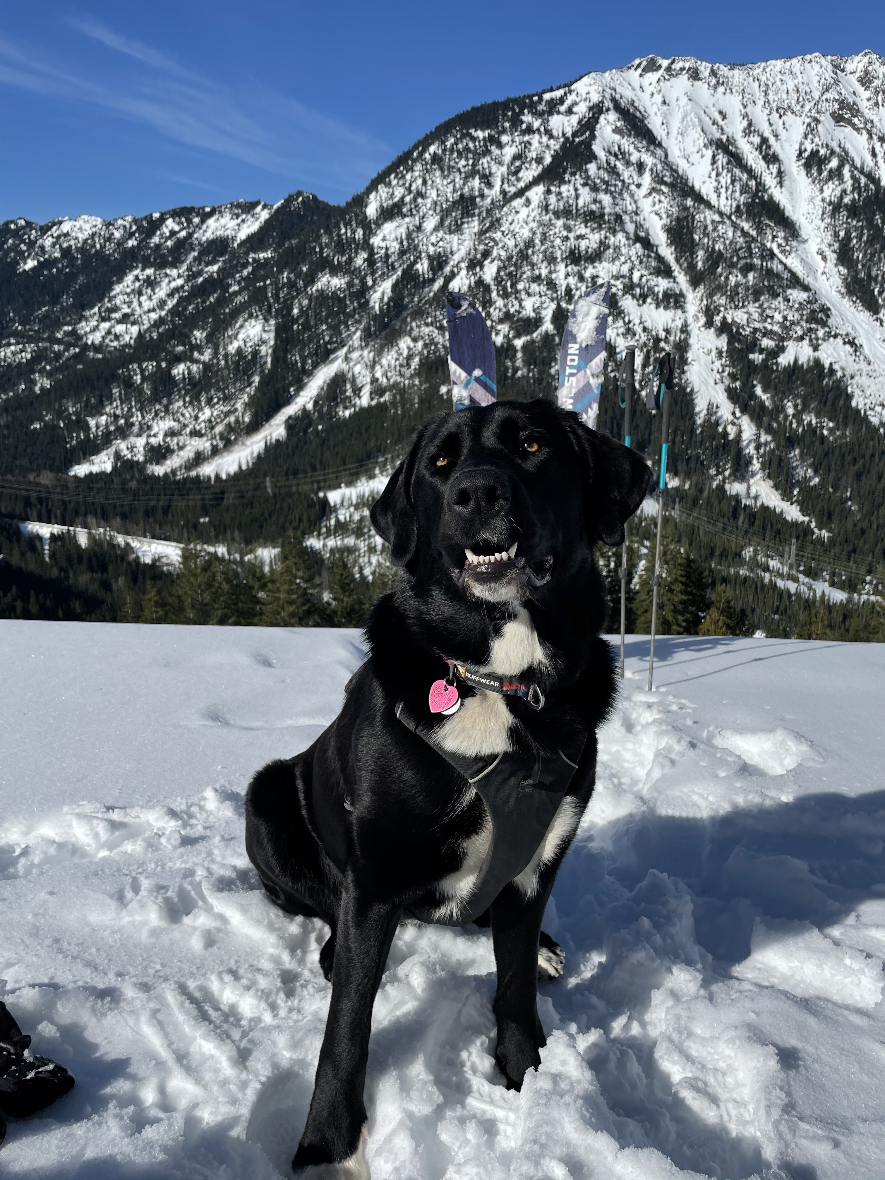A dog wearing a Front Range Harness sits in the snow with mountains behind her. 