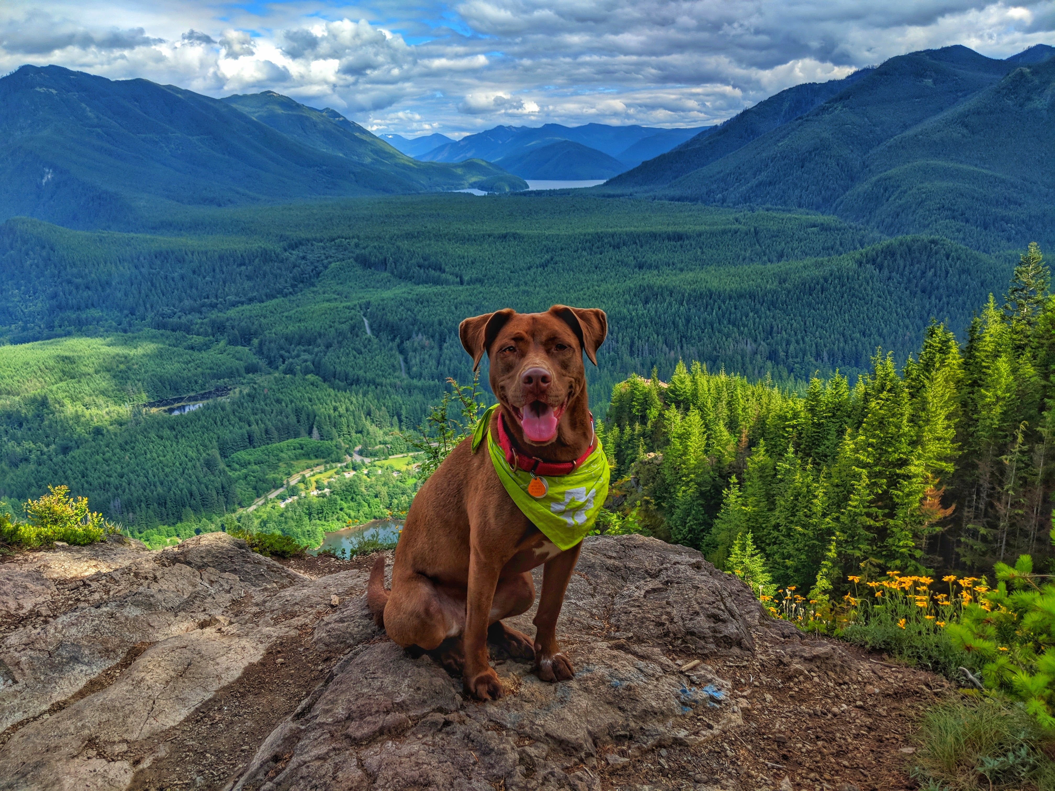 A dog sits on a trail with a mountain view in the background. 