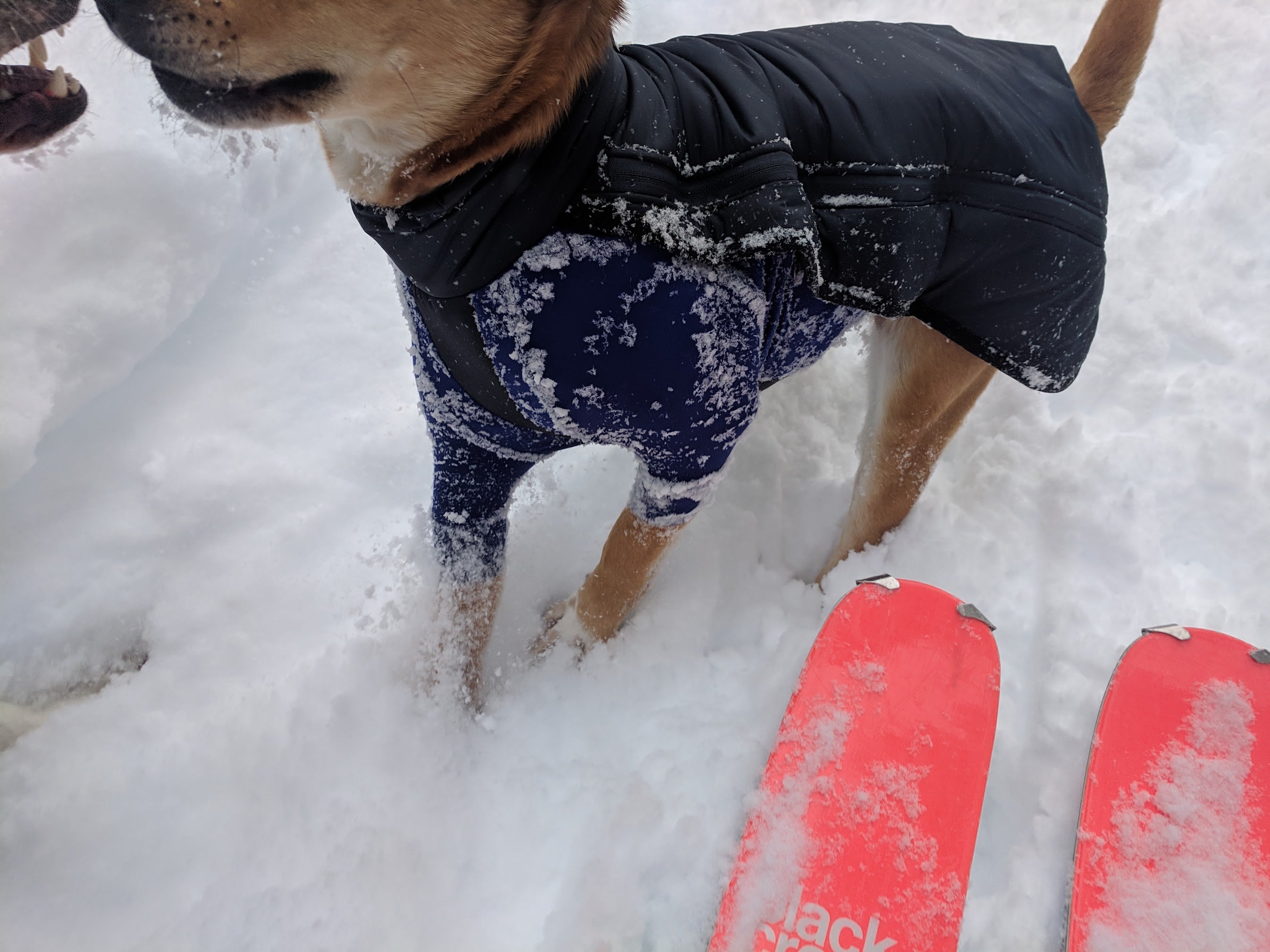 Close-up of dog wearing a jacket with sleeves that have snow and ice build-up