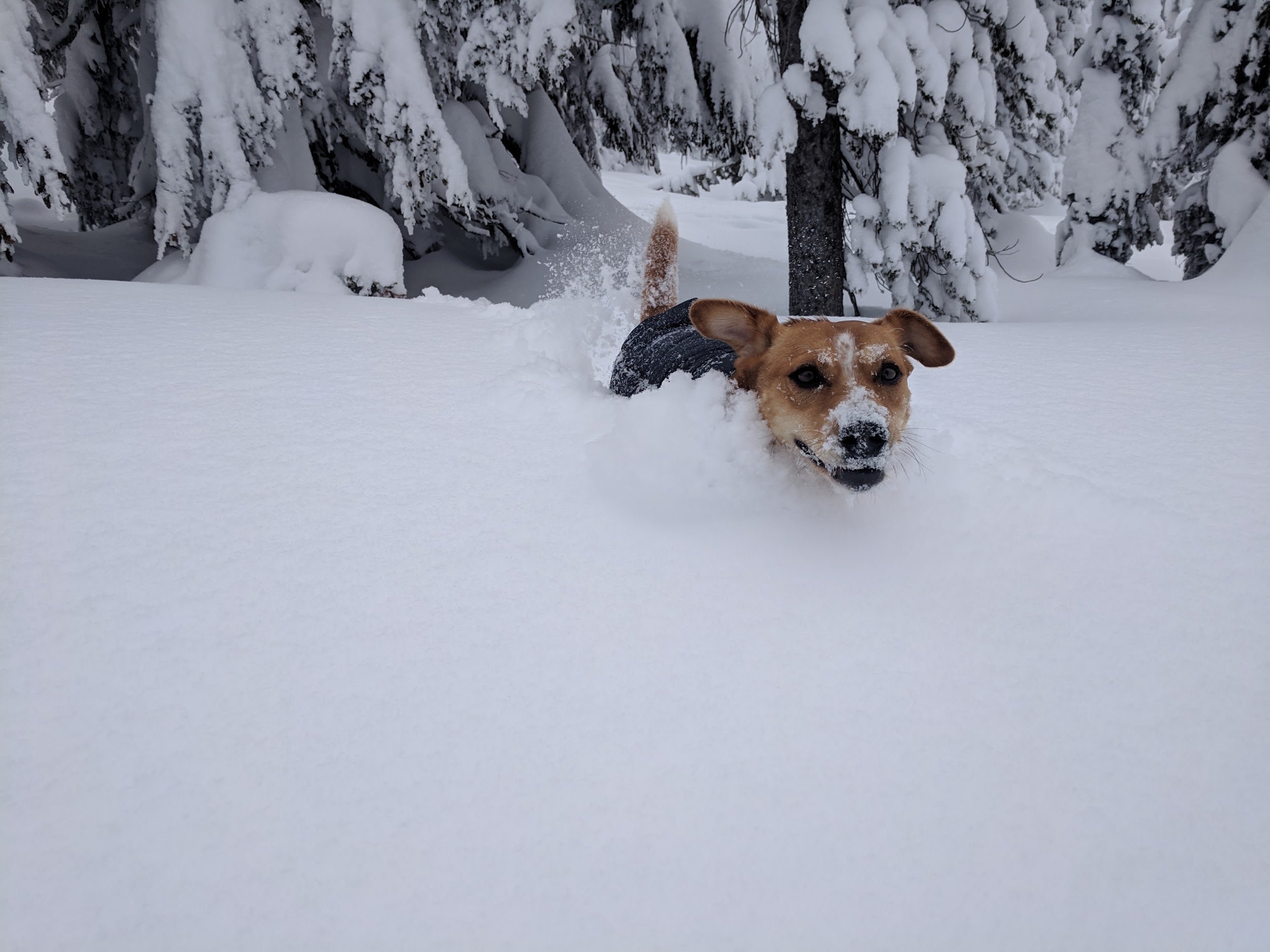Dog in deep snow