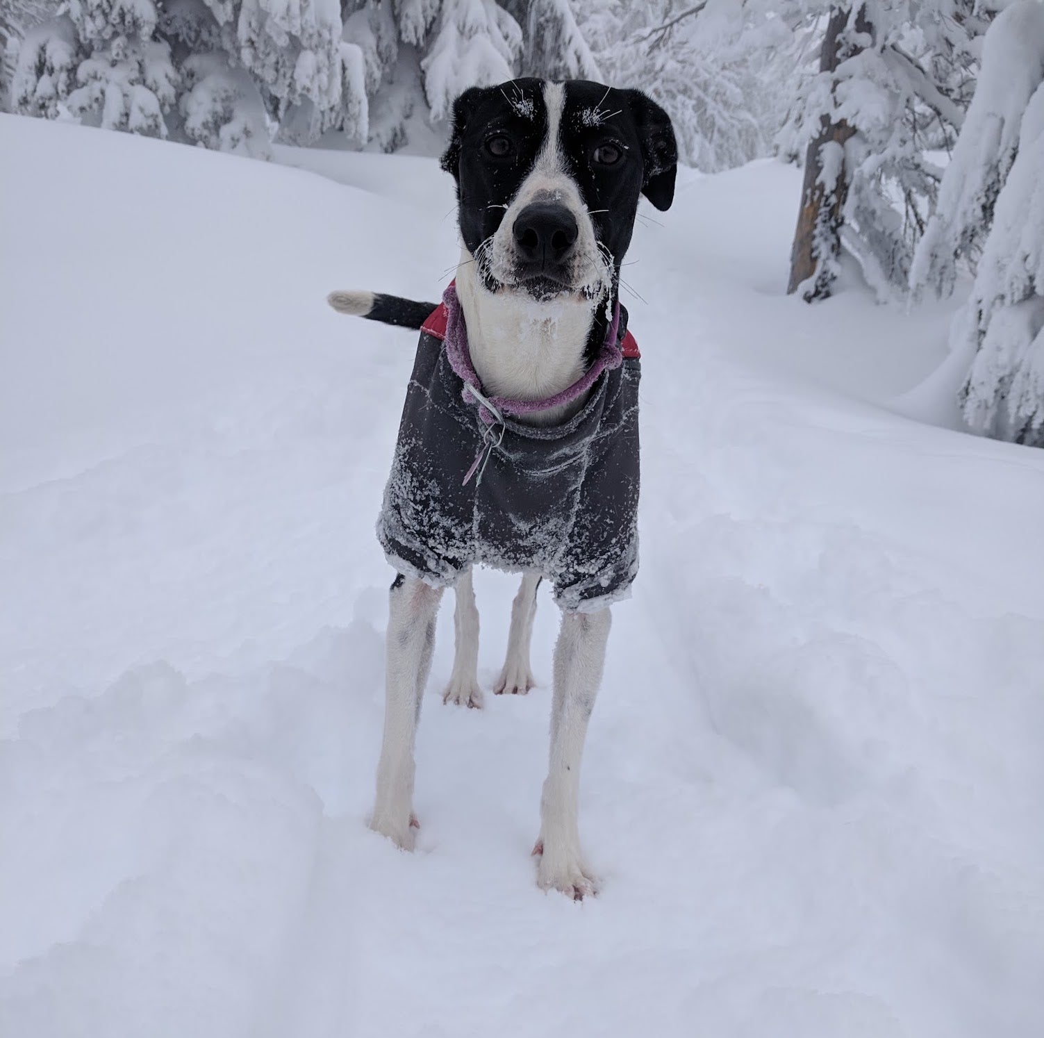 Dog in snow wearing jacket with some ice build-up on sleeves