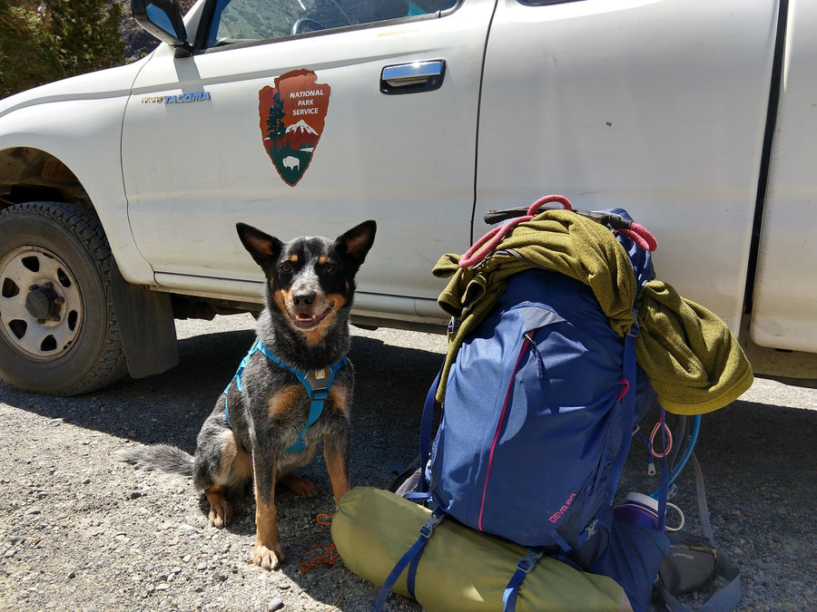 Dog wearing web master harness sitting next to a backpack full of gear
