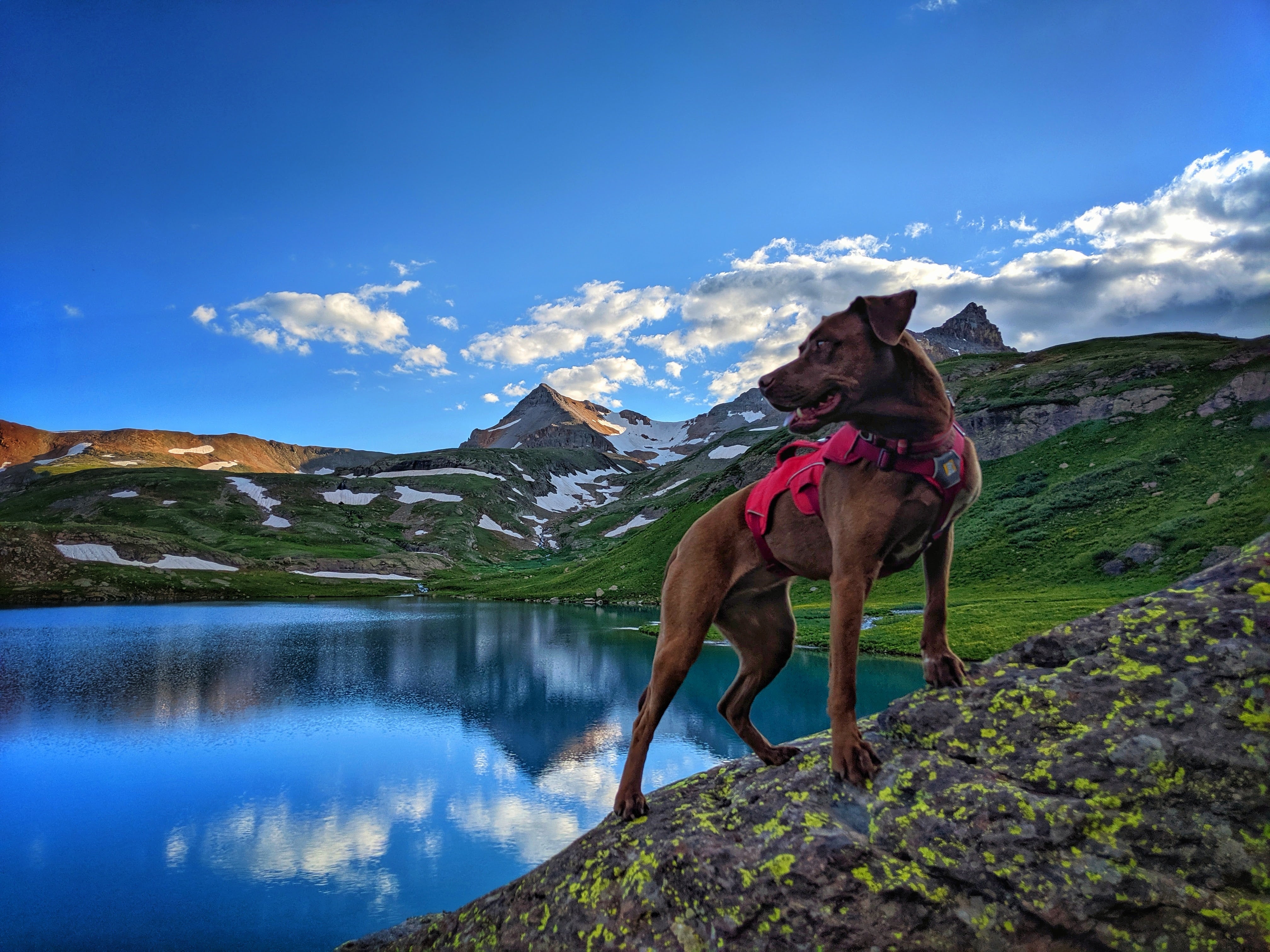 A dog stands on a rock by a mountain lake. 