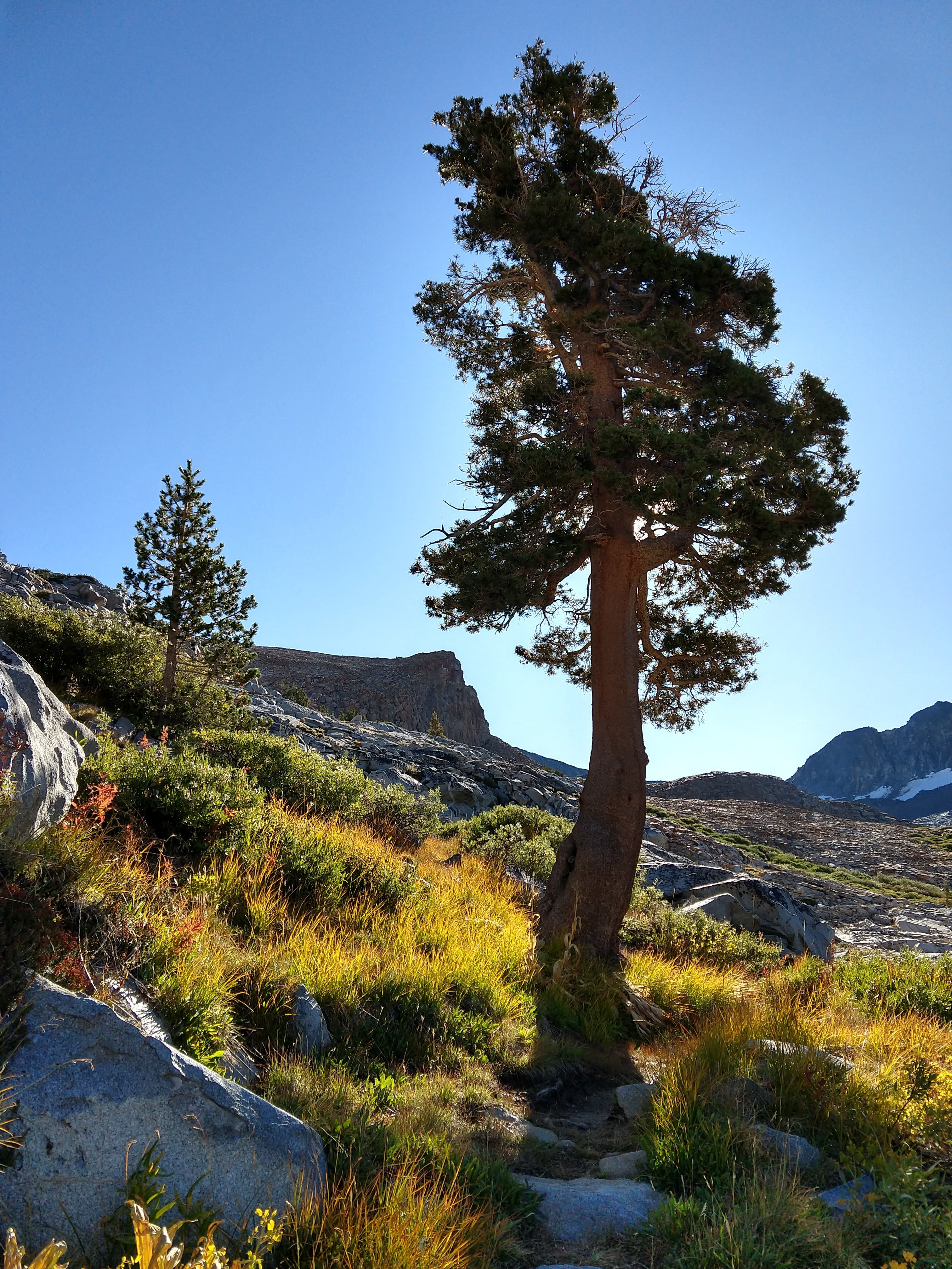 Tree in Yosemite