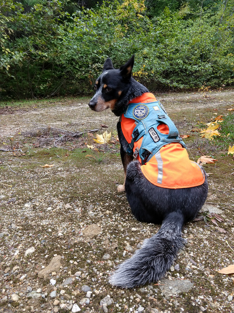 Dog wearing a working harness layered over the high-visibility track jacket