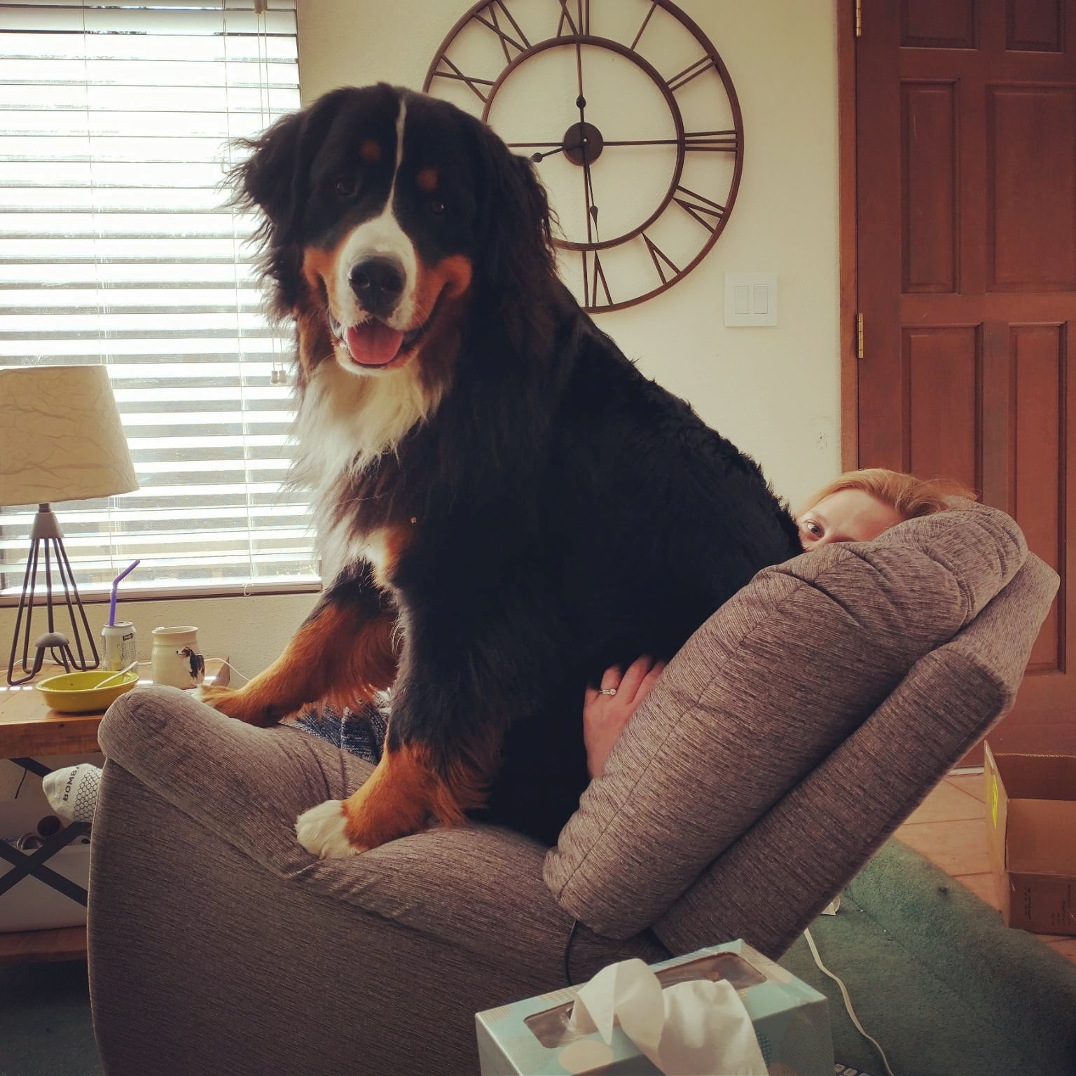 A Bernese Mountain Dog sits on a woman's lap in their living room.