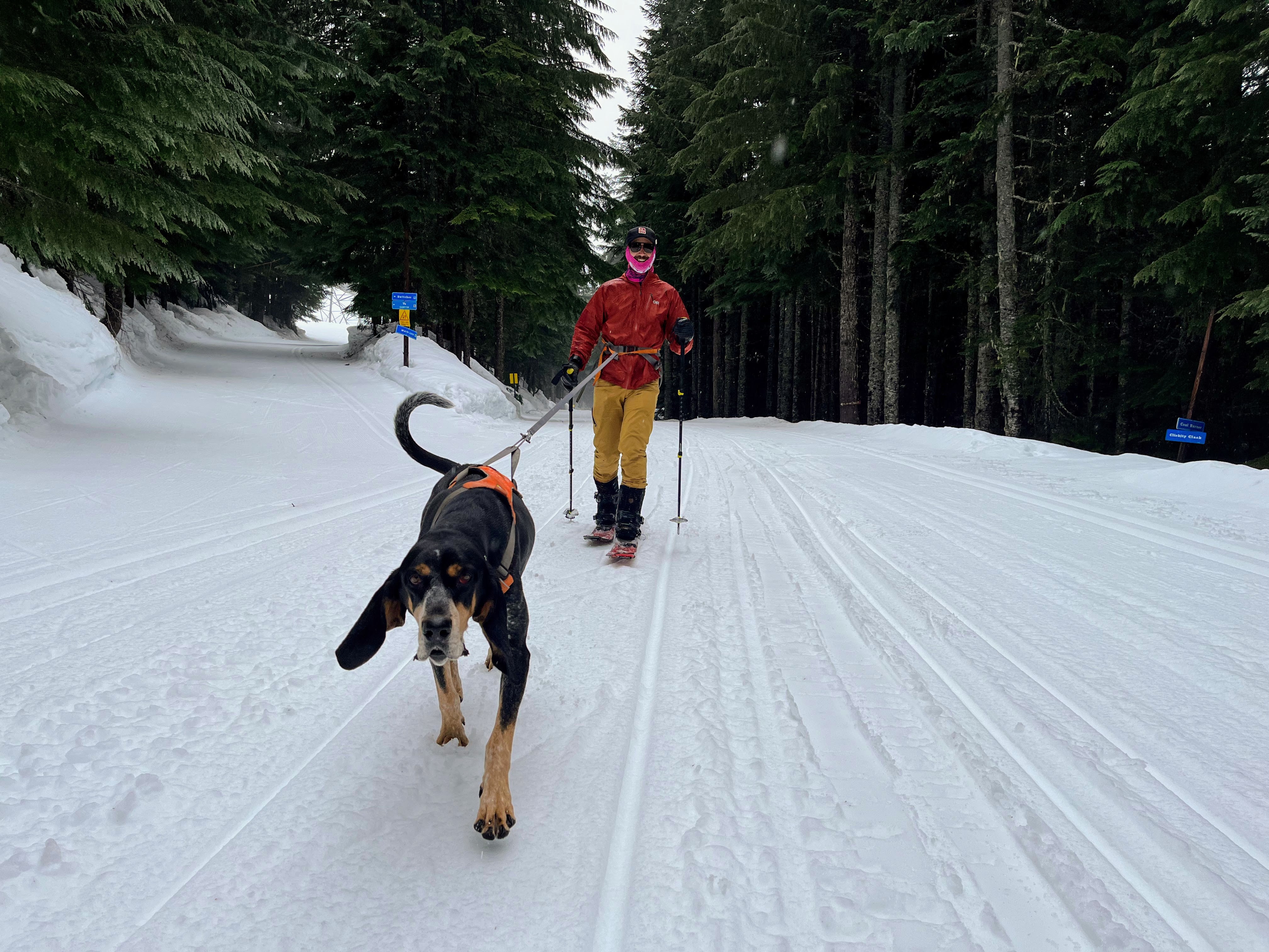 A man goes skijoring with his dog on a snow-covered trail. 