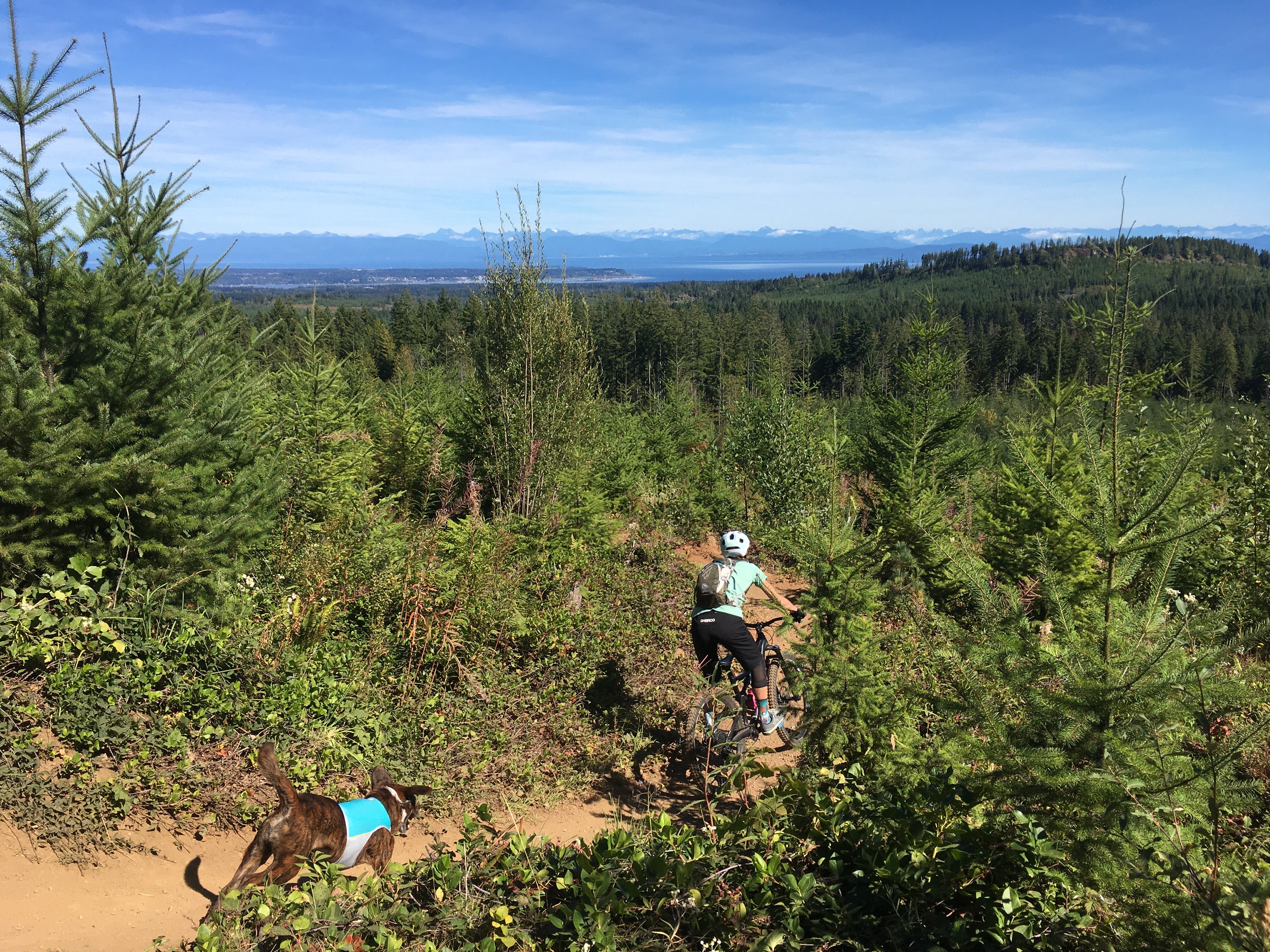 mountain biker rides dirt trail through open forest with dog following behind