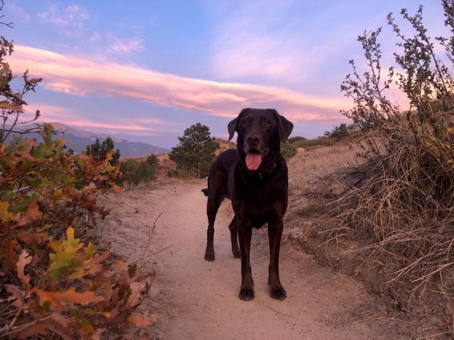 Allysa Seely's service dog, Bentley, smiles while on a hike. 
