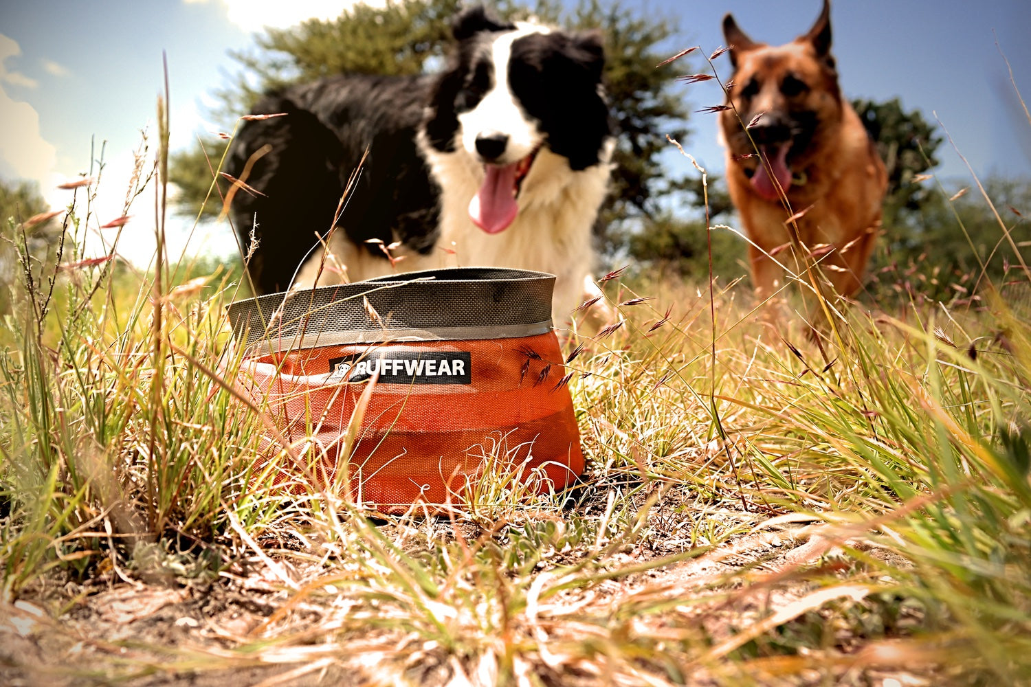 Two dogs stand on a trail near a Ruffwear dog bowl. 