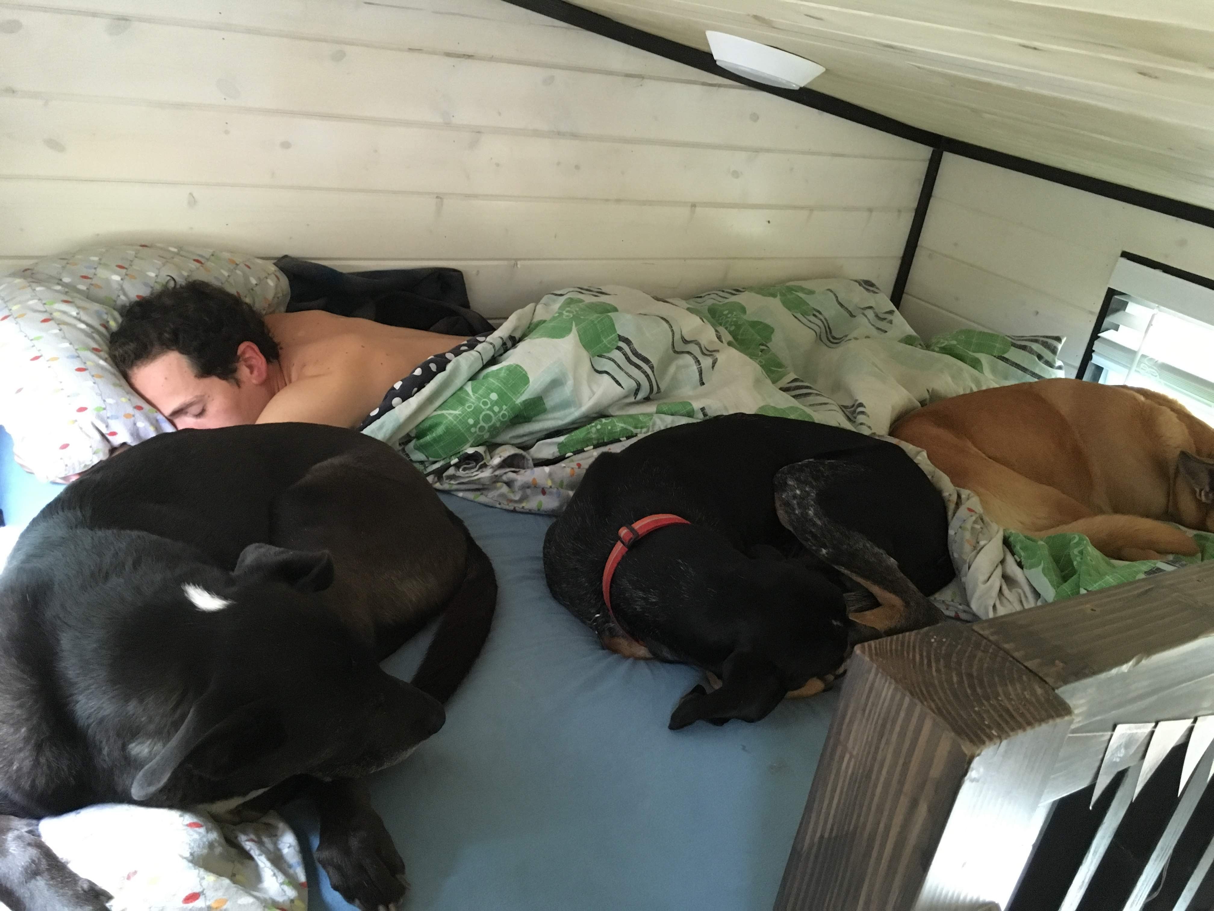 Three dogs and their human sleep in the loft bed of their tiny house. 