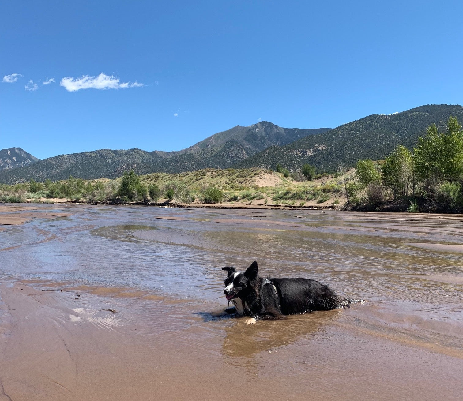 A dog lays down in the water on a summer day in Washington. 