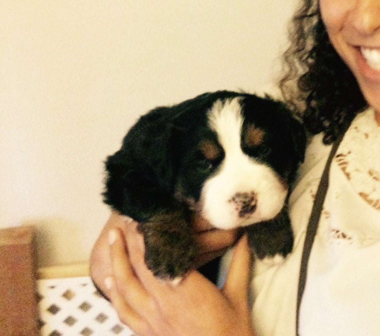 A woman holds a newborn Bernese Mountain Dog puppy. 