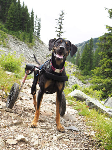 Noodle with her pink dog wheelchair on a rocky hike.