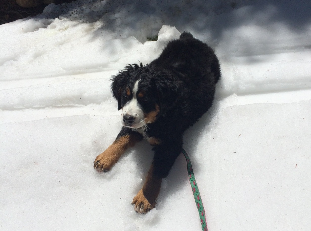 A Bernese Mountain Dog puppy lies down in the snow. 