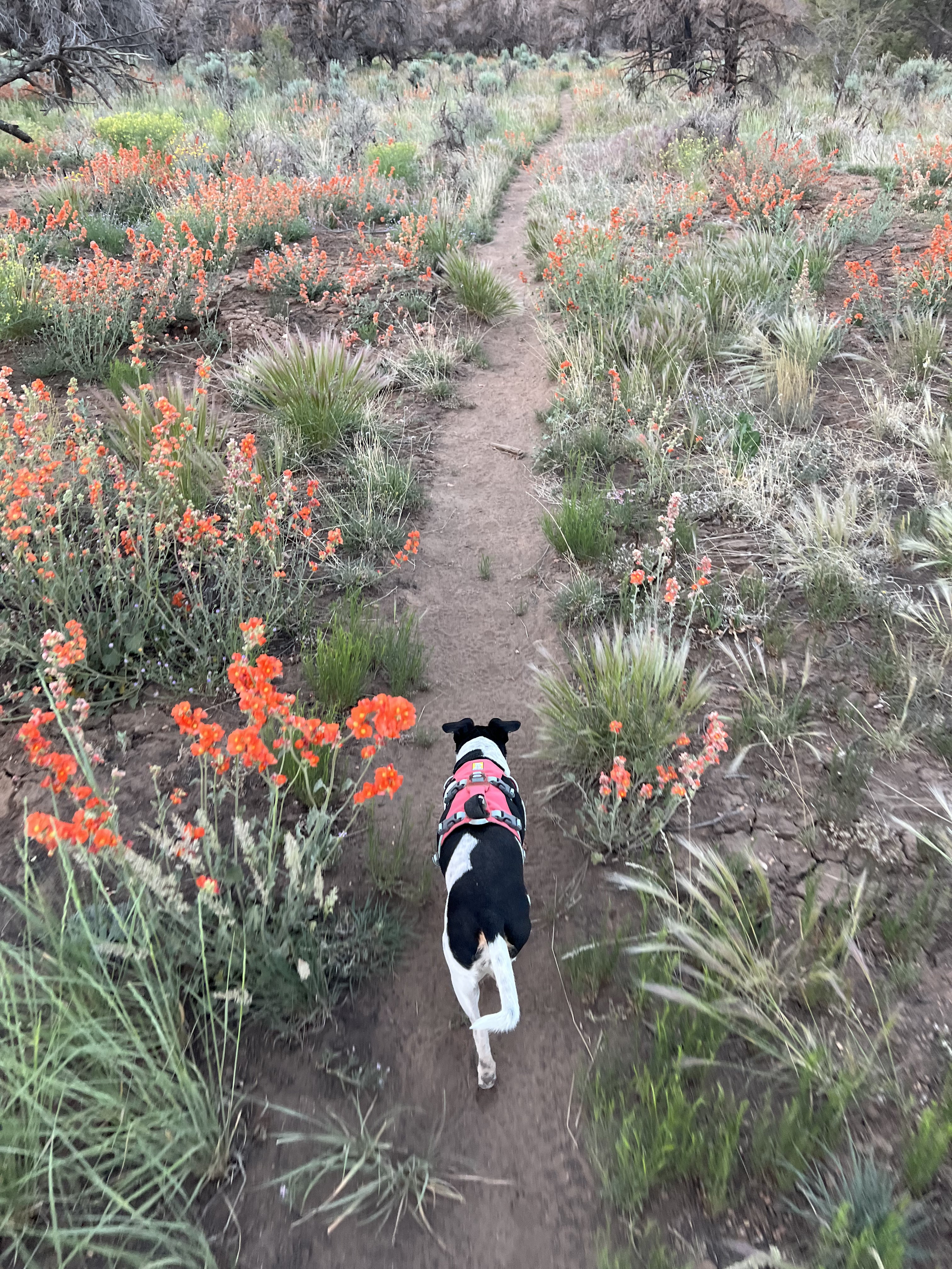 A dog walks on a trail surrounded by wildflowers. 