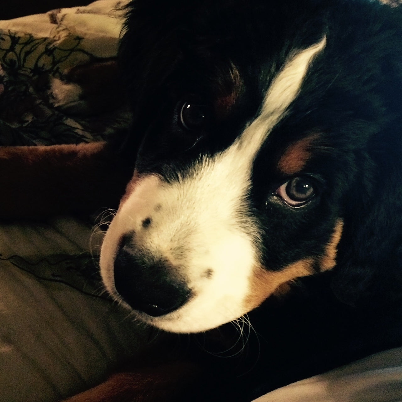 A close up of a Bernese Mountain Dog puppy looking into the camera. 
