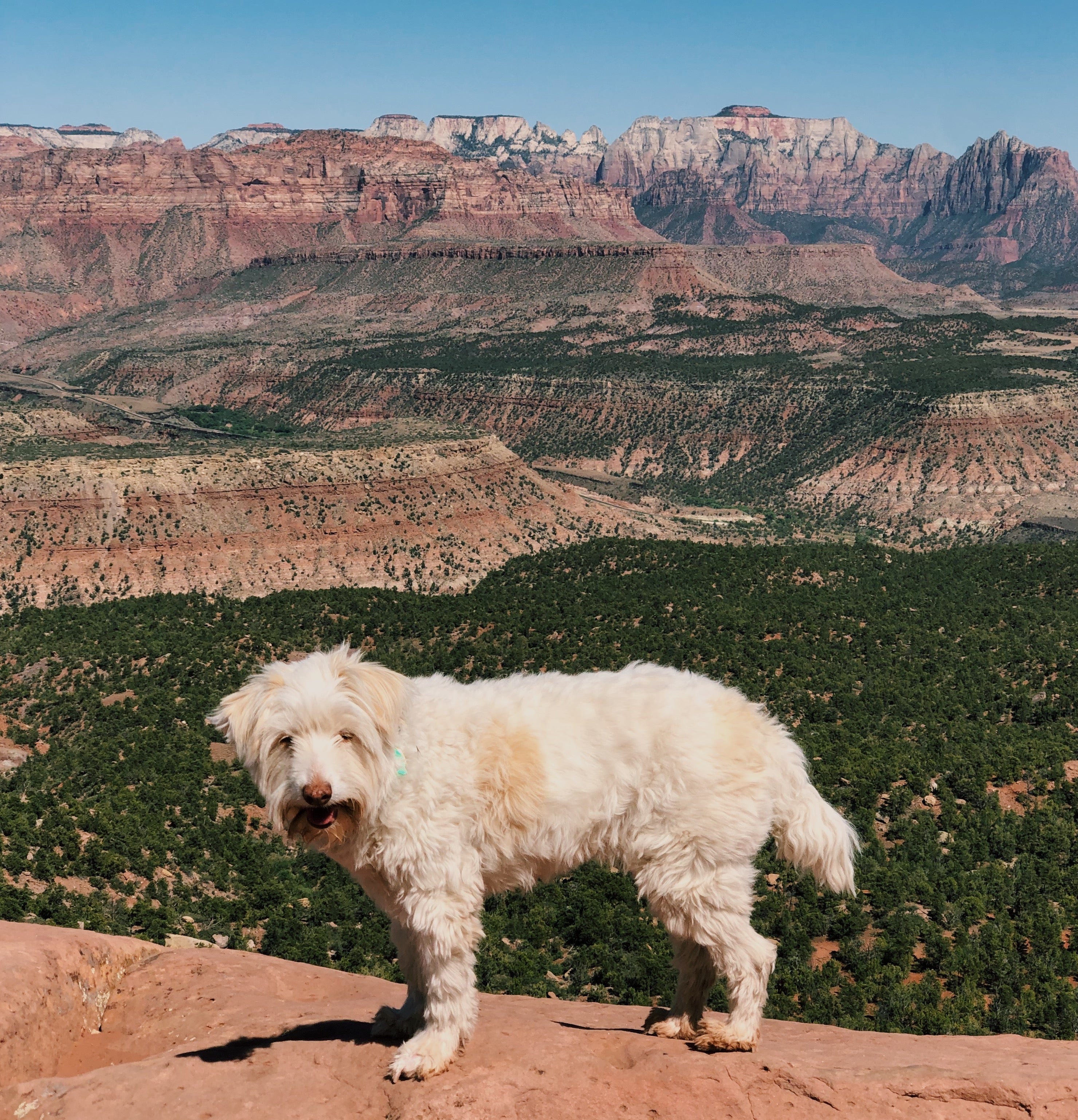 A dog (named Spaghetti) stands on a cliff with the mountains behind her. 