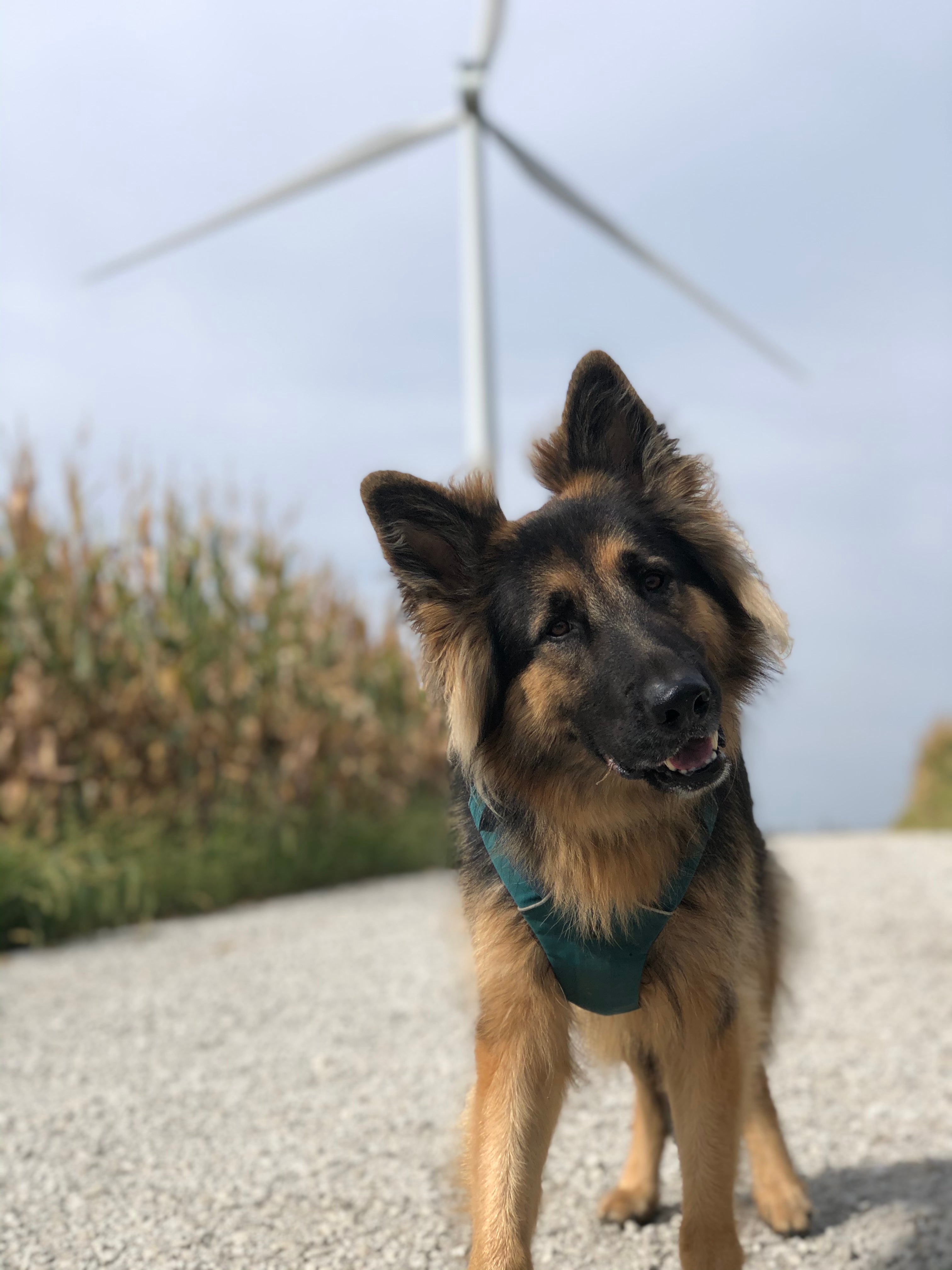 A Rogue detection dog smiles with a wind turbine in the background.