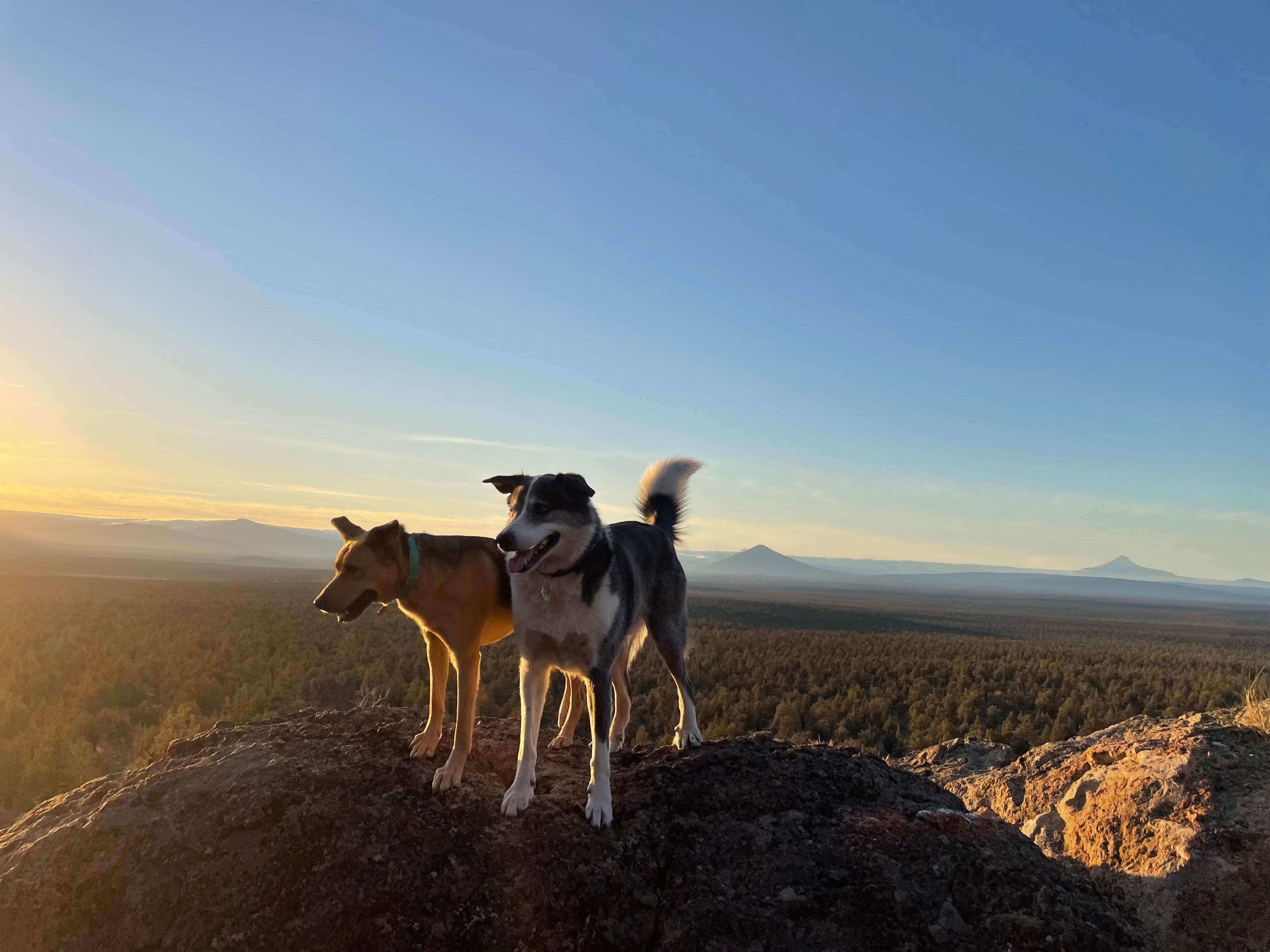 Two dogs stand on the top of a hill after taking an early morning run with their owner. 