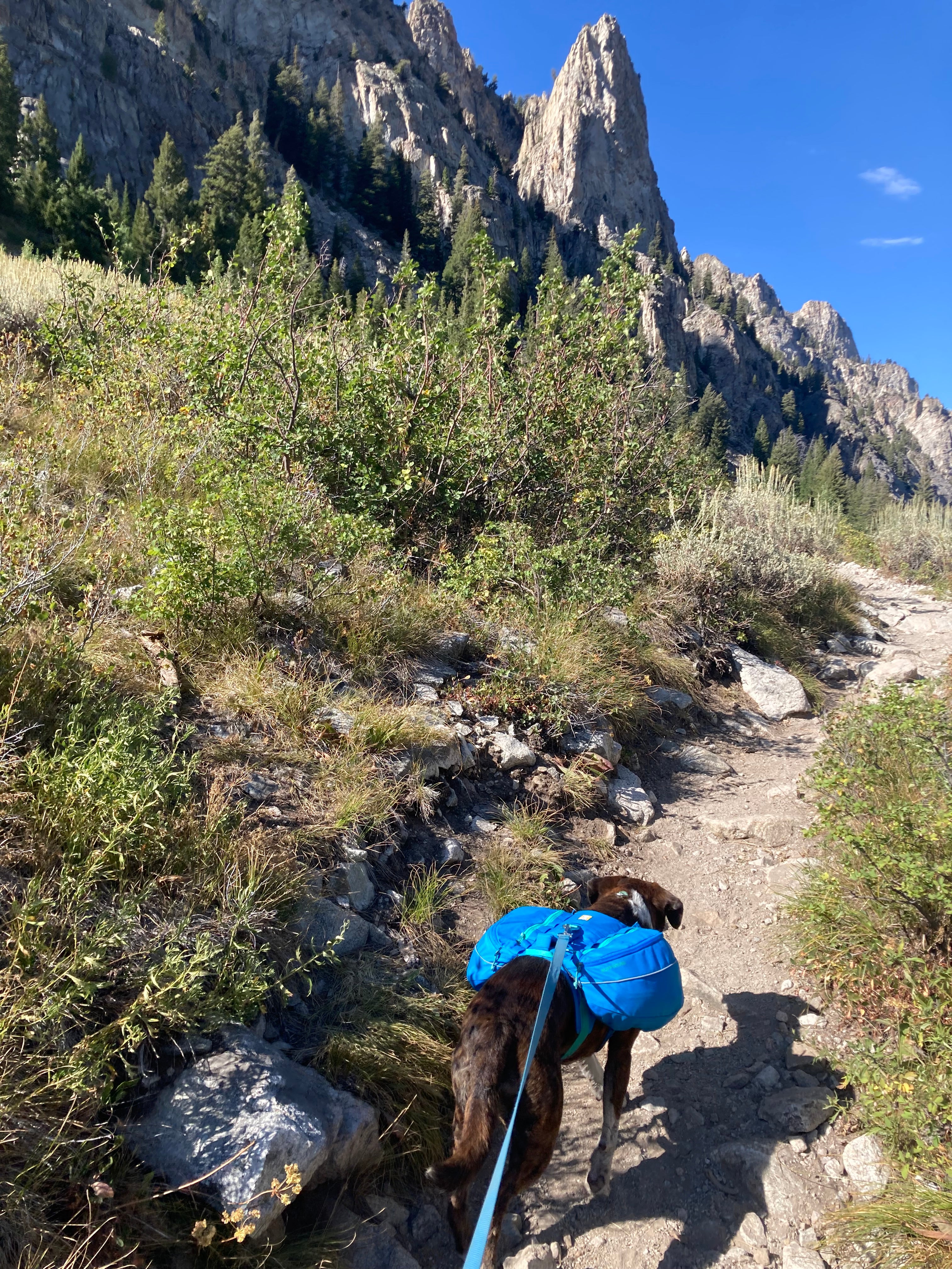 Dog wearing a backpack hiking on leash on a dusty trail along towering peaks