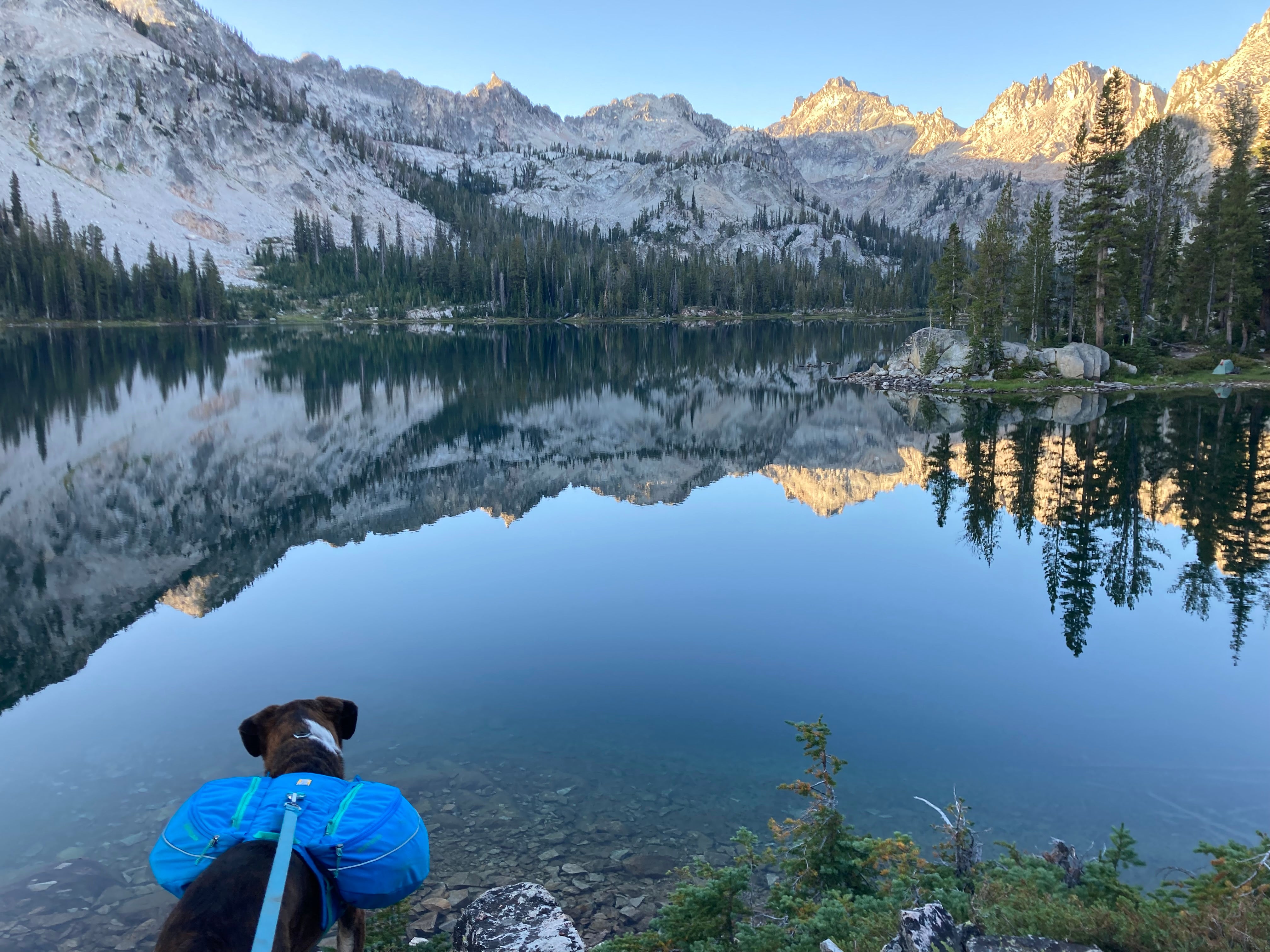 Dog wearing a backpack standing on the edge of a glassy alpine lake
