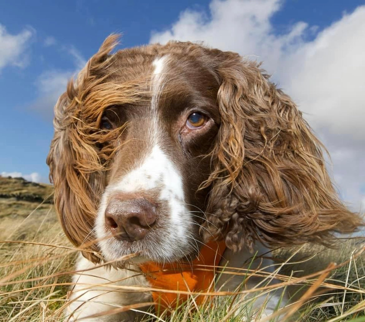 A Springer Spaniel dog lays in the grass. 