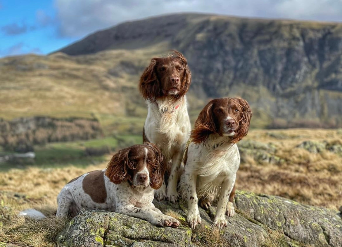 Three Springer Spaniel dogs sit on a hill while on a hike. 