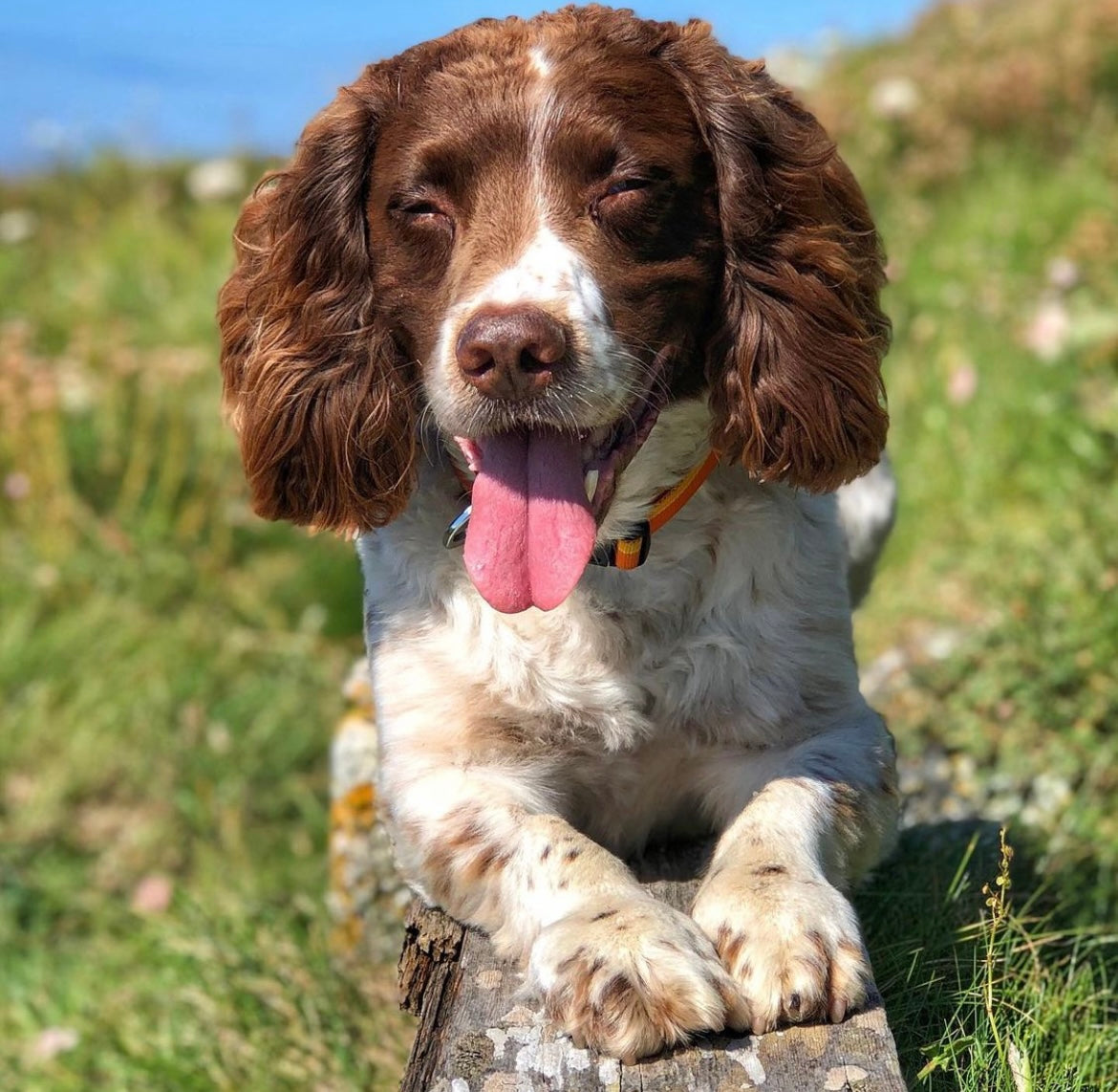 A Springer Spaniel dog sits on a log in the grass and smiles. 