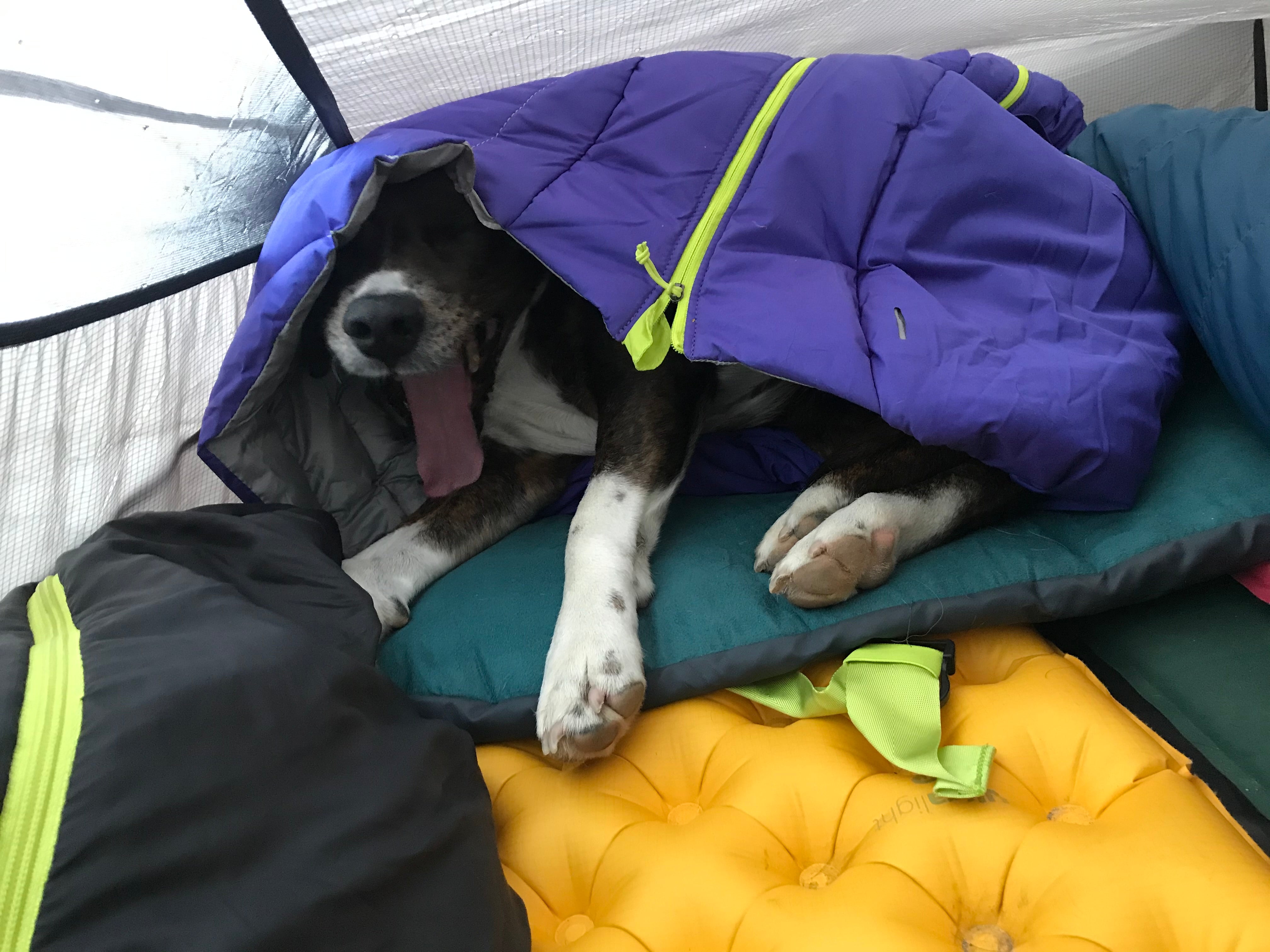 Dog yawning in a sleeping bag in a tent