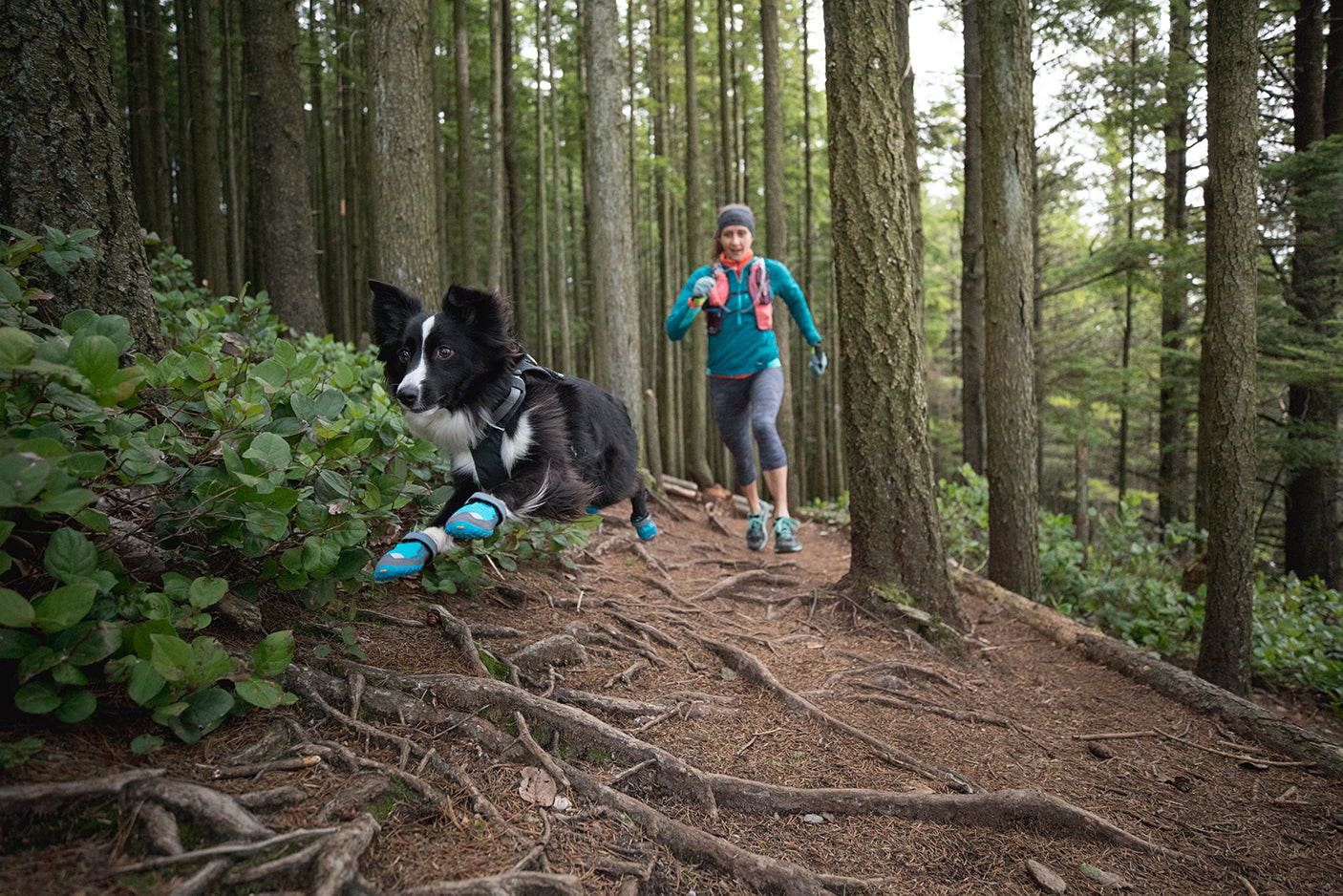 Dog PD wearing grip trex dog boots leaps over roots ahead of human Krissy on trail.