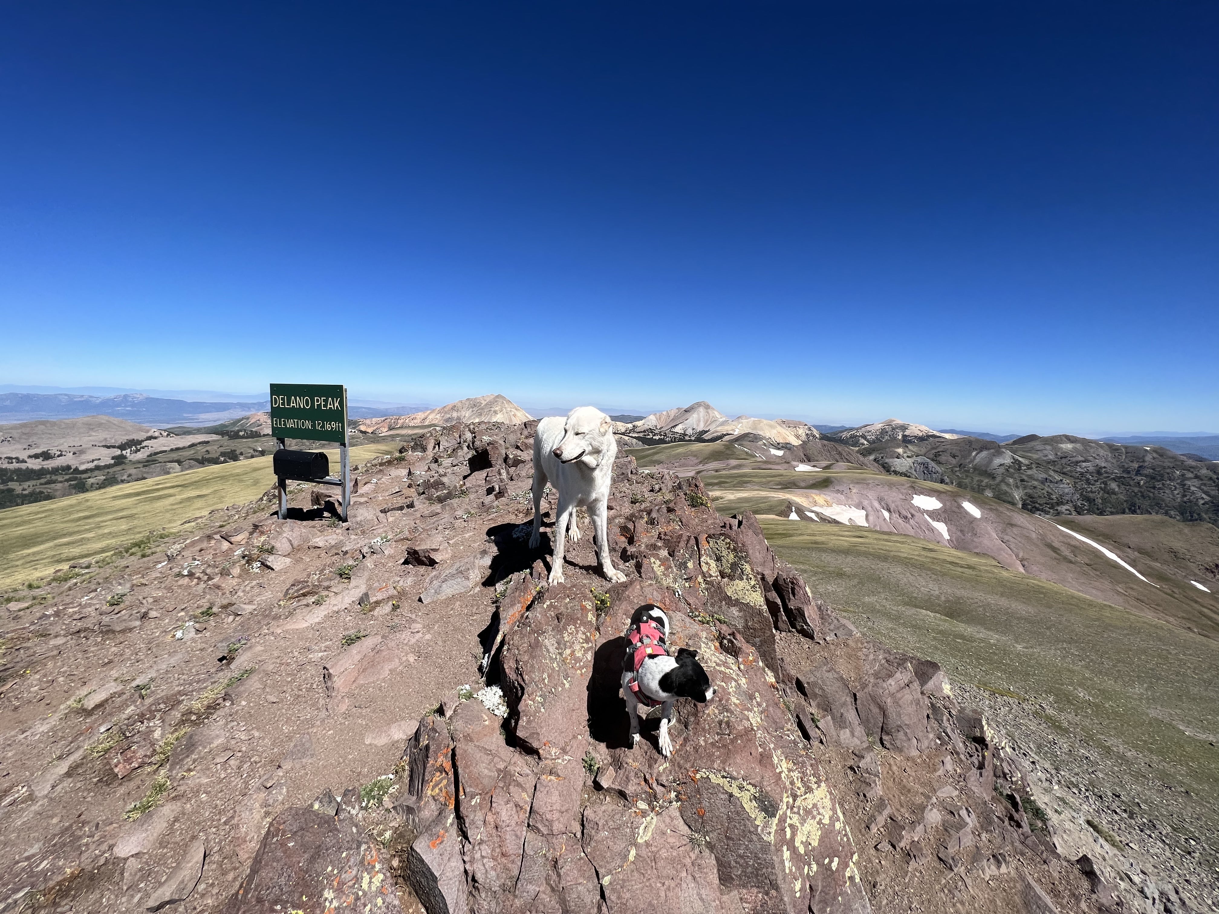 Two dogs stand at the top of Delano Peak in Utah. 